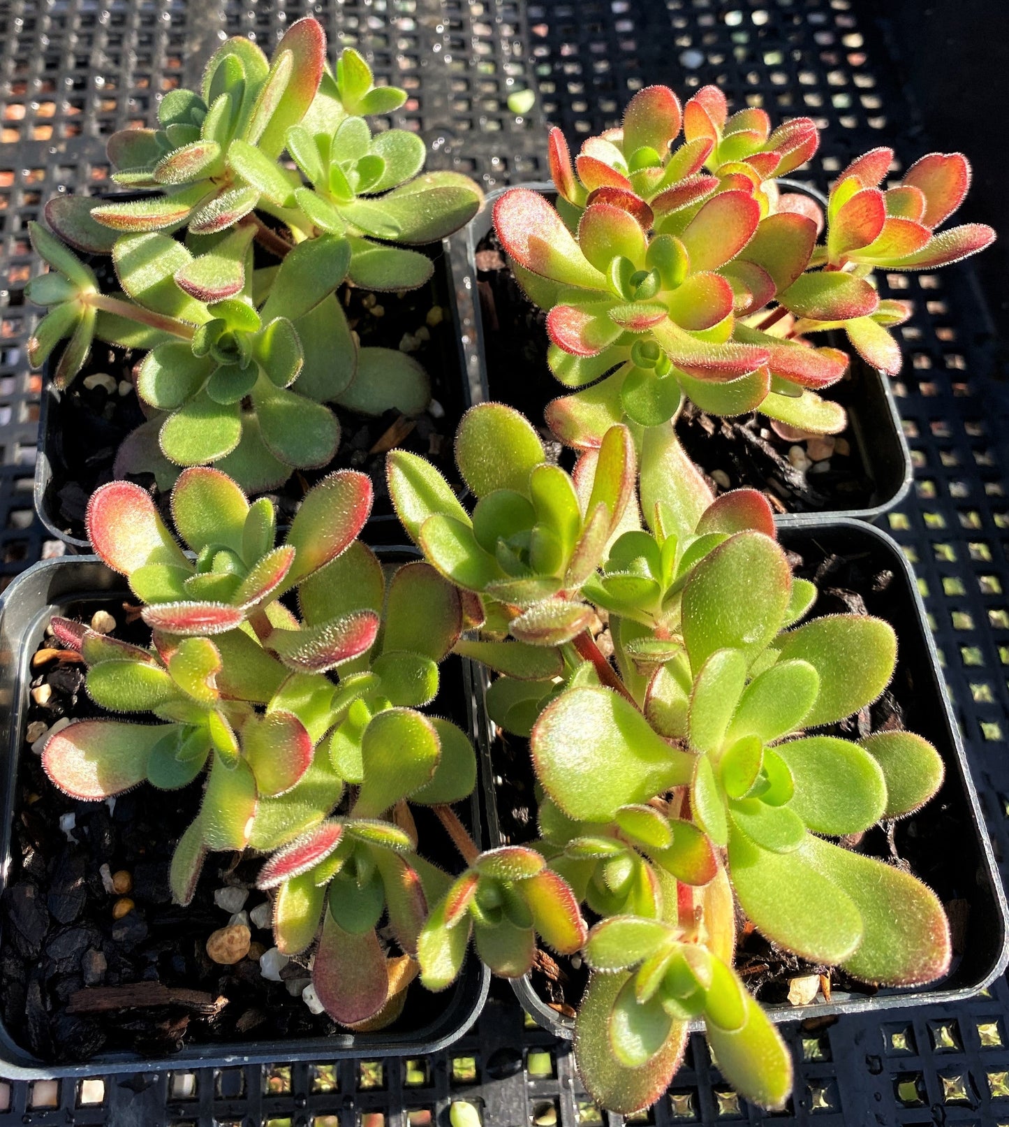 Aeonium saundersii