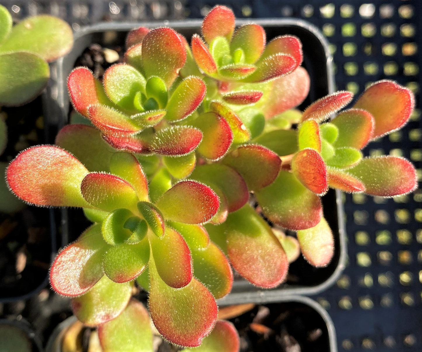 Aeonium saundersii