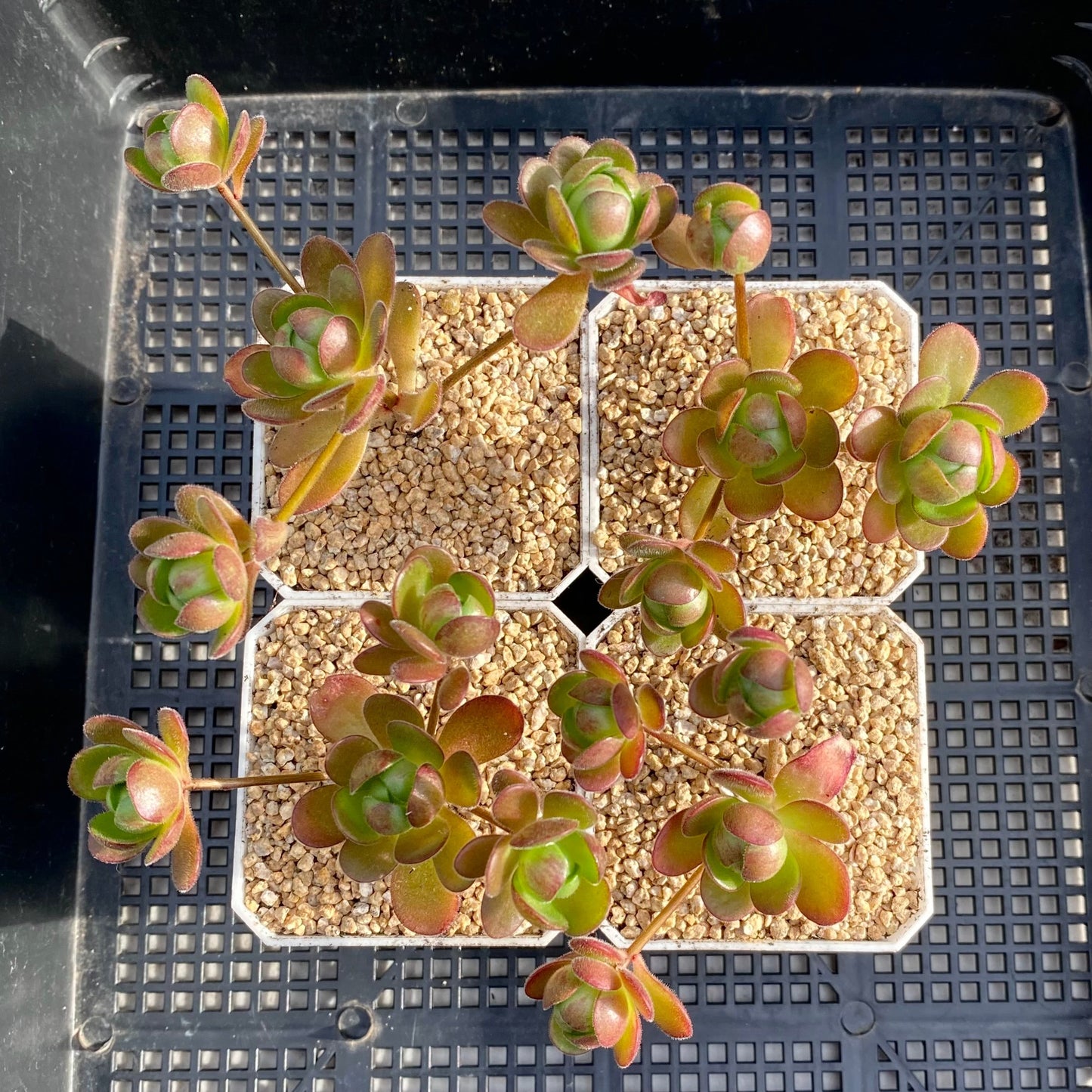 Aeonium saundersii