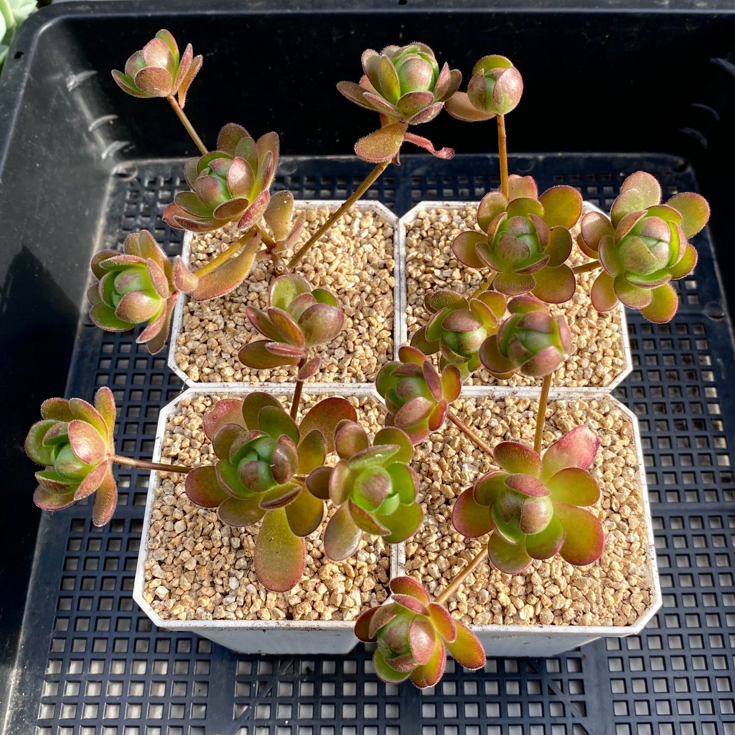 Aeonium saundersii