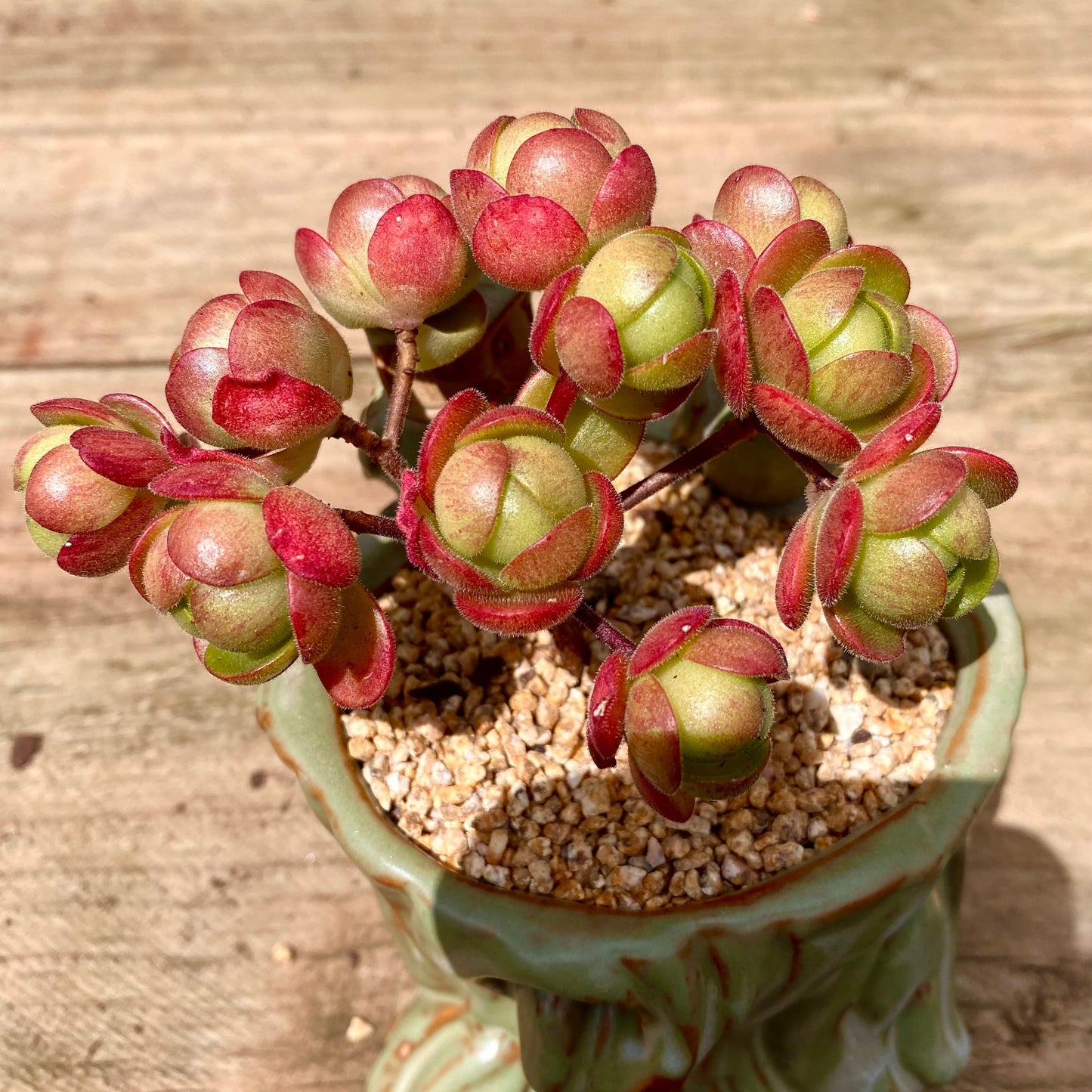 Aeonium saundersii