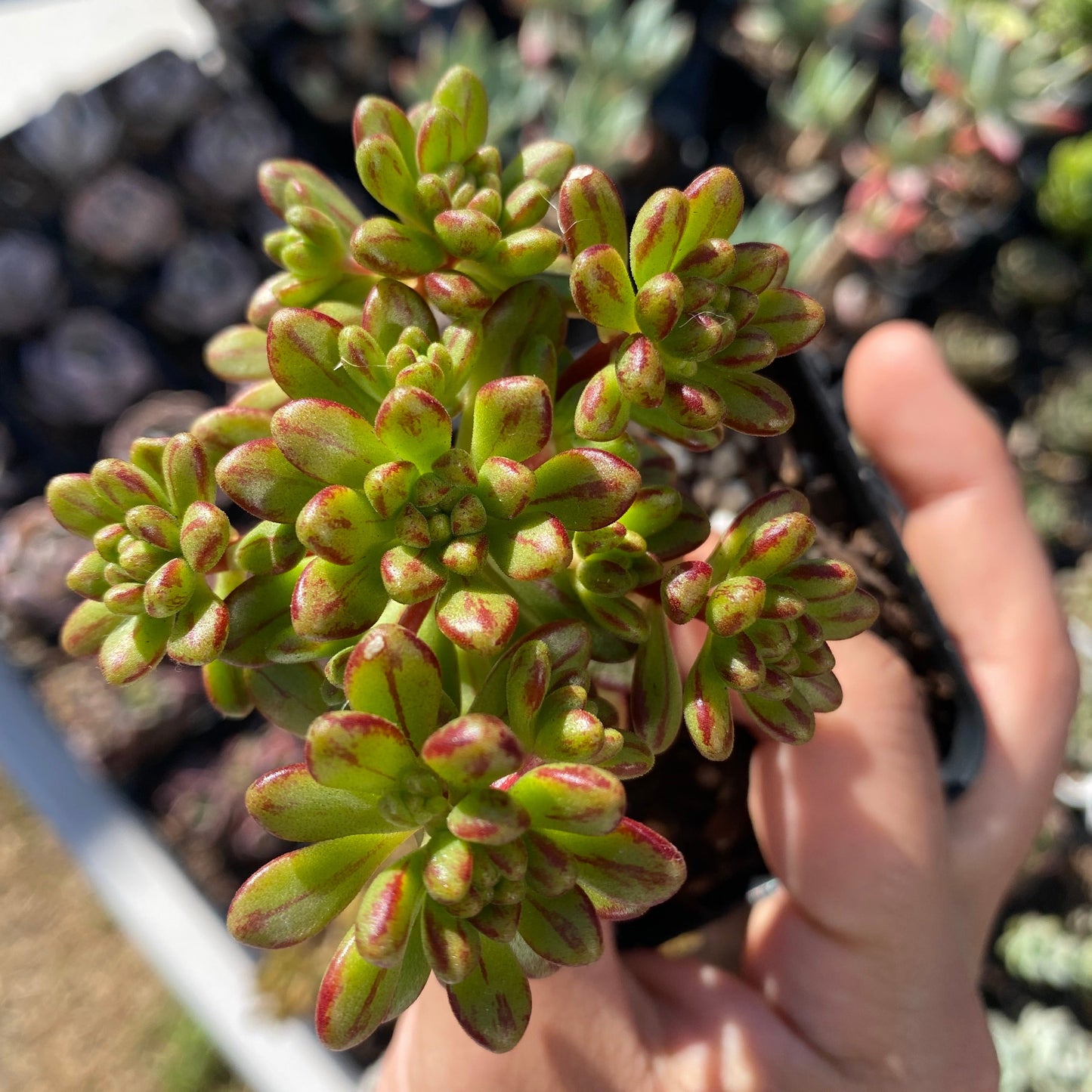 Aeonium sedifolium
