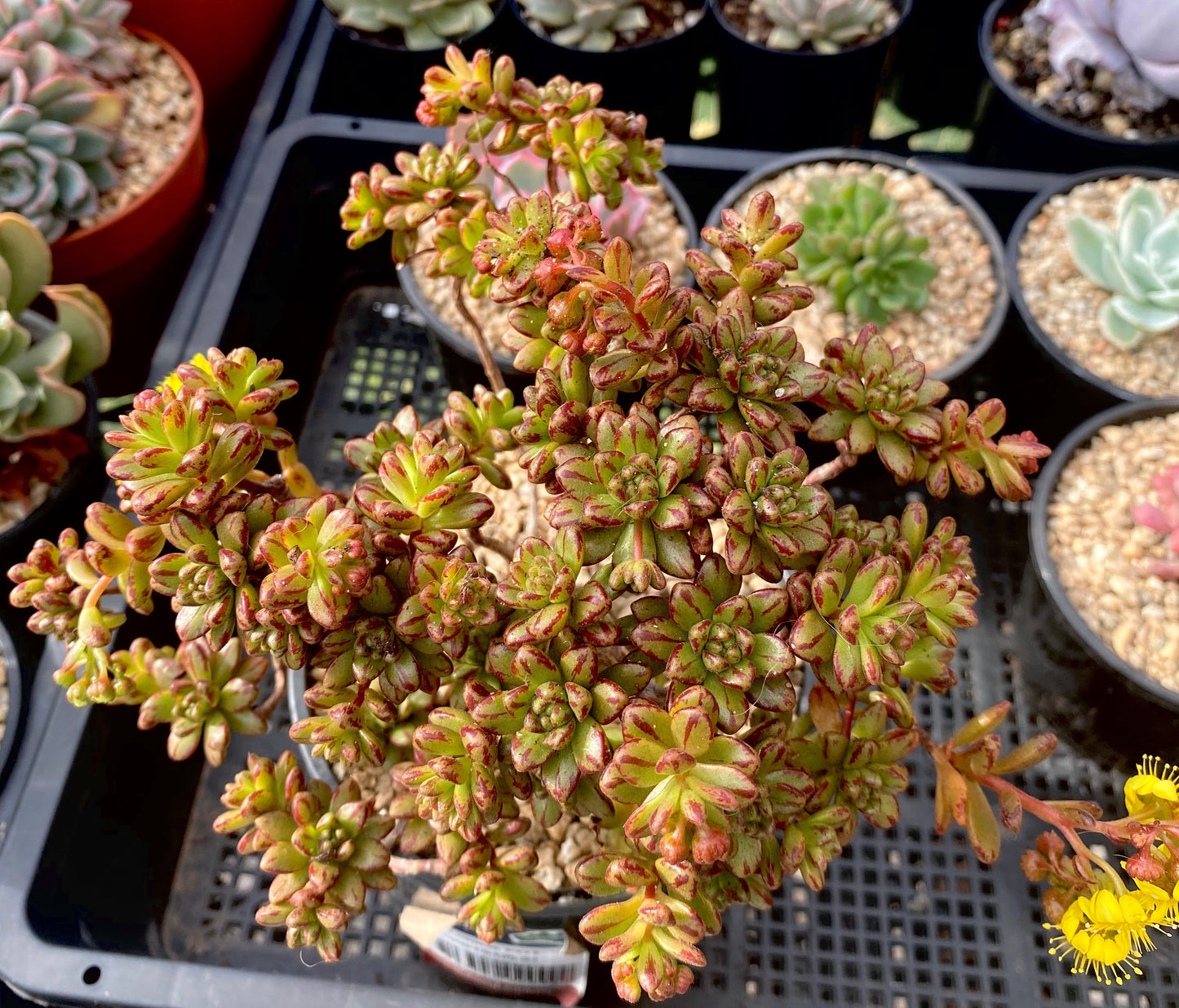 Aeonium sedifolium