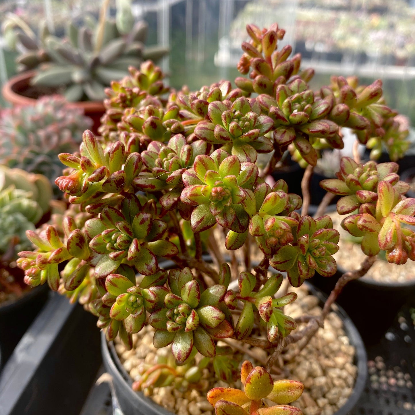 Aeonium sedifolium