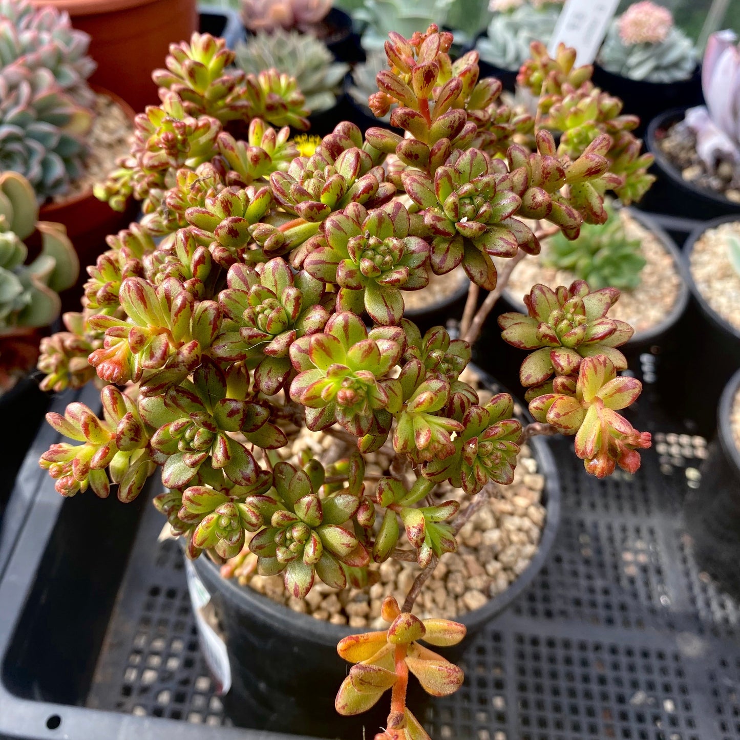 Aeonium sedifolium