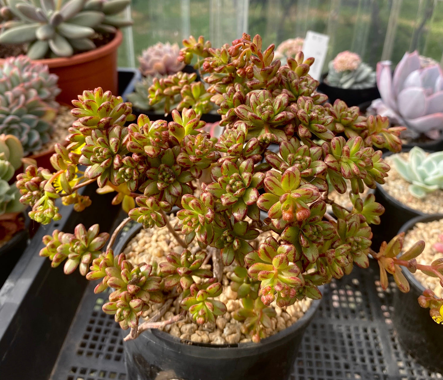 Aeonium sedifolium