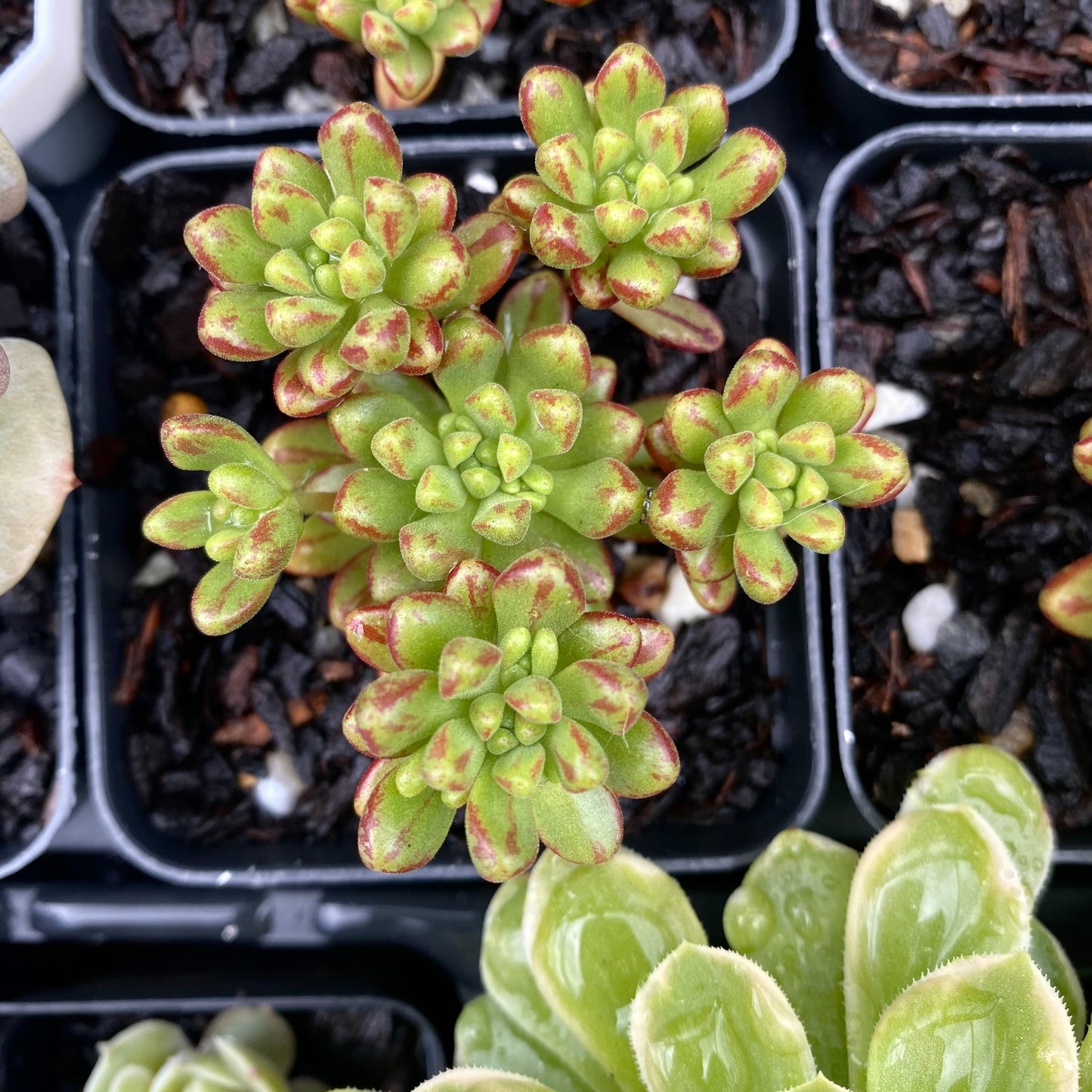 Aeonium sedifolium