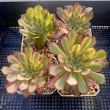 Aeonium twilight