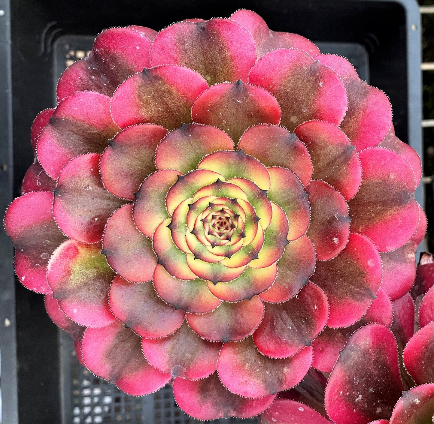 Aeonium twilight
