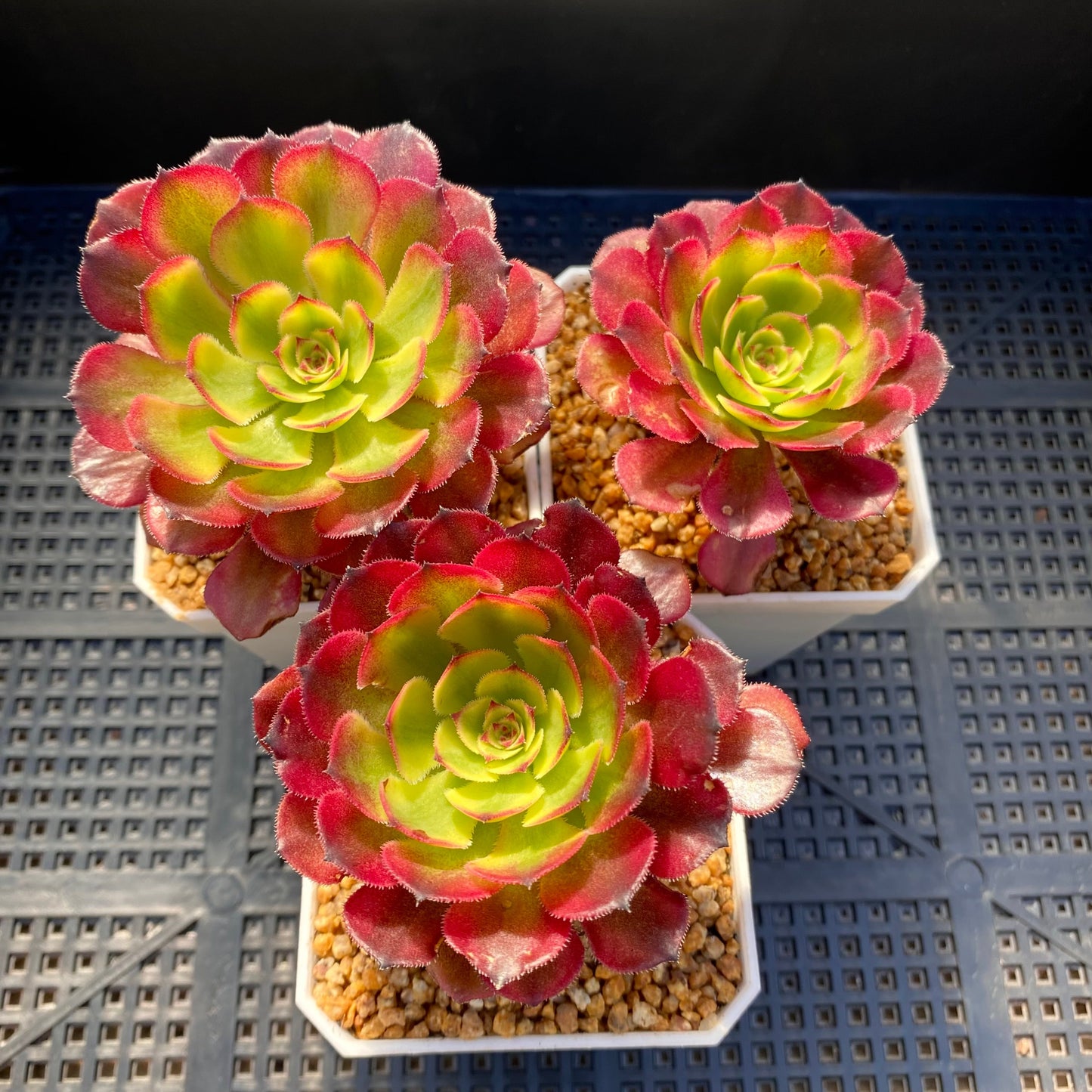 Aeonium twilight