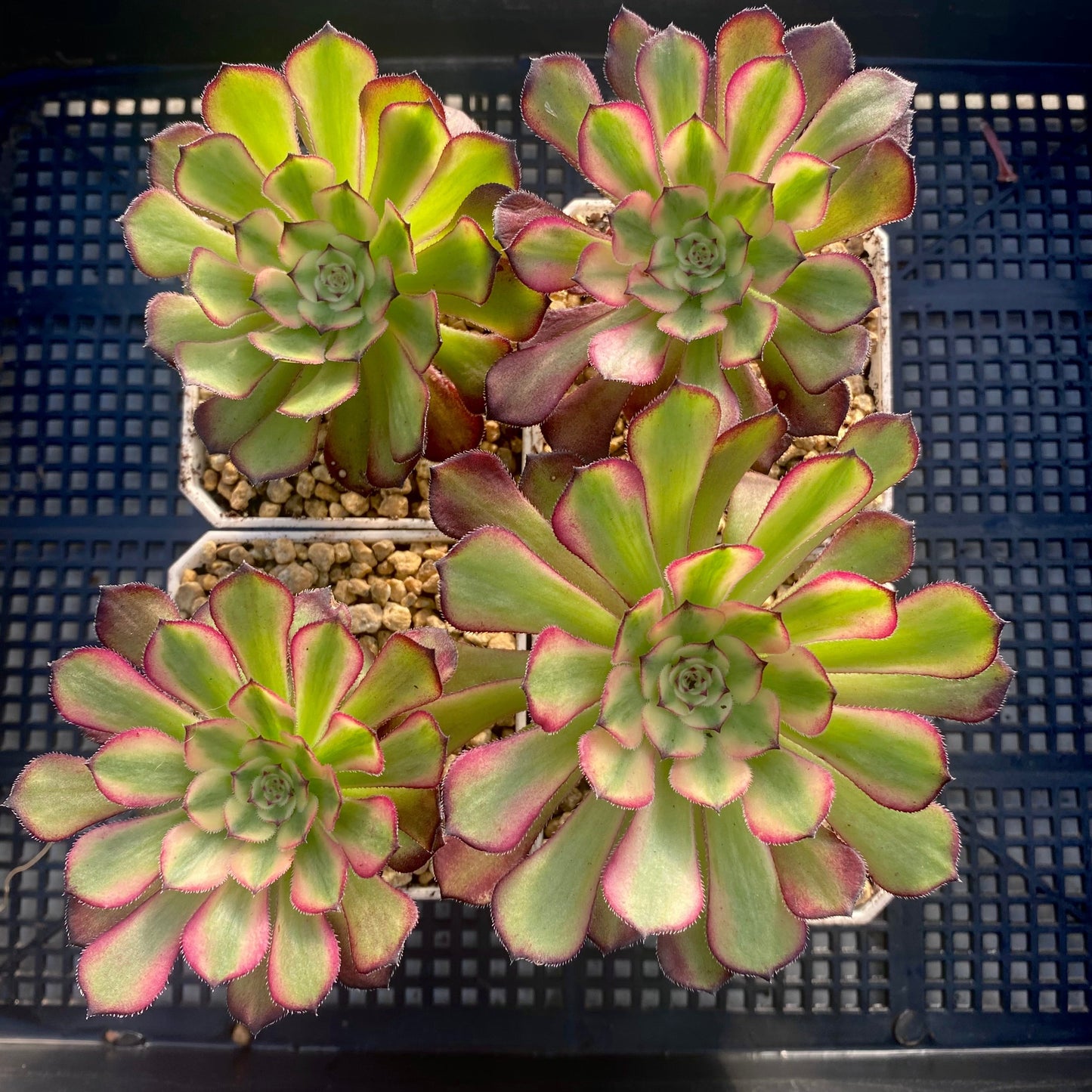 Aeonium twilight