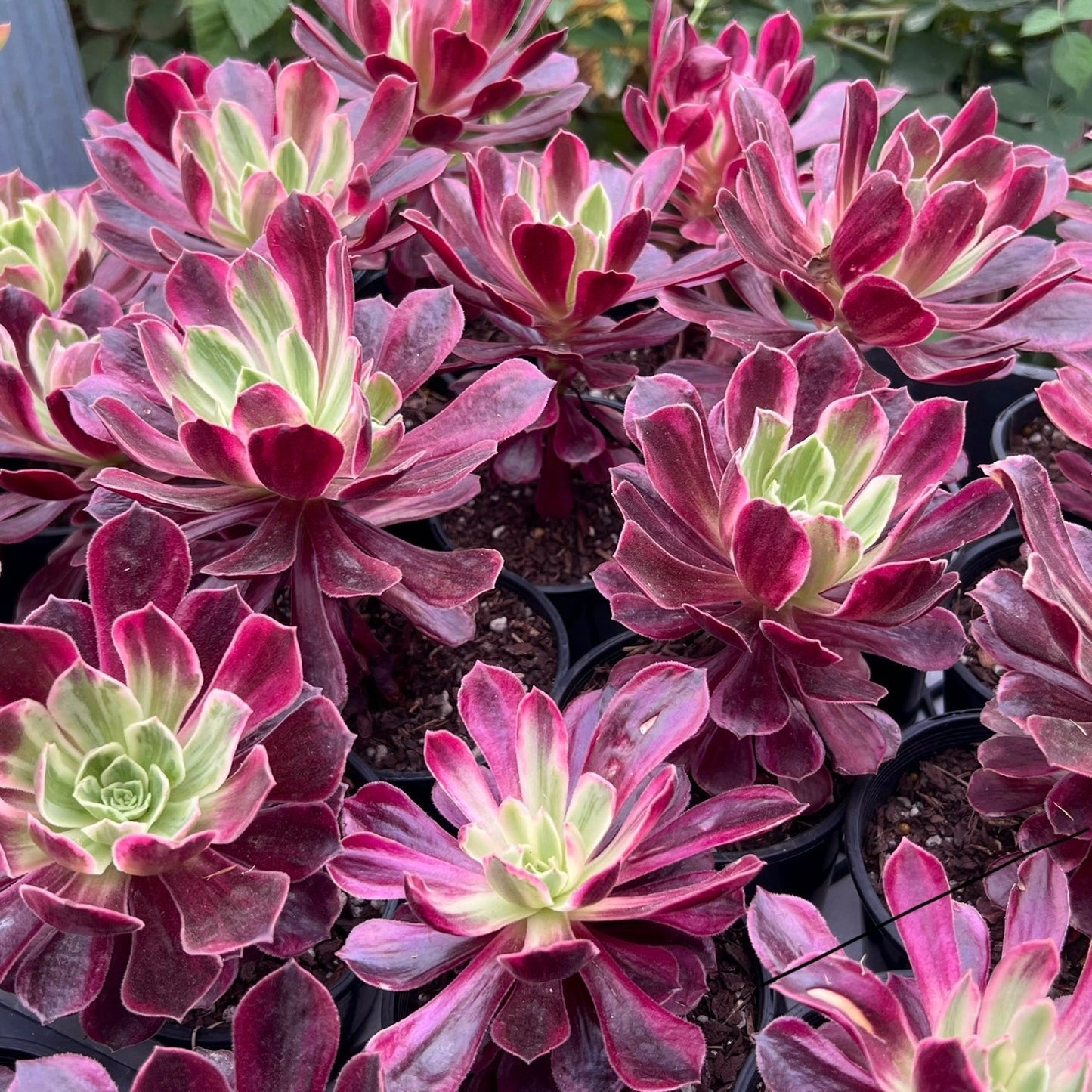 Aeonium 'Wedding Dress'
