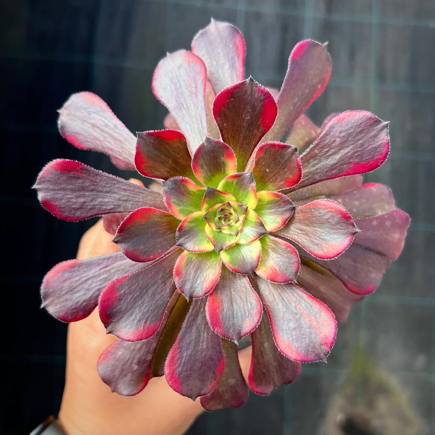Aeonium white chocolate line