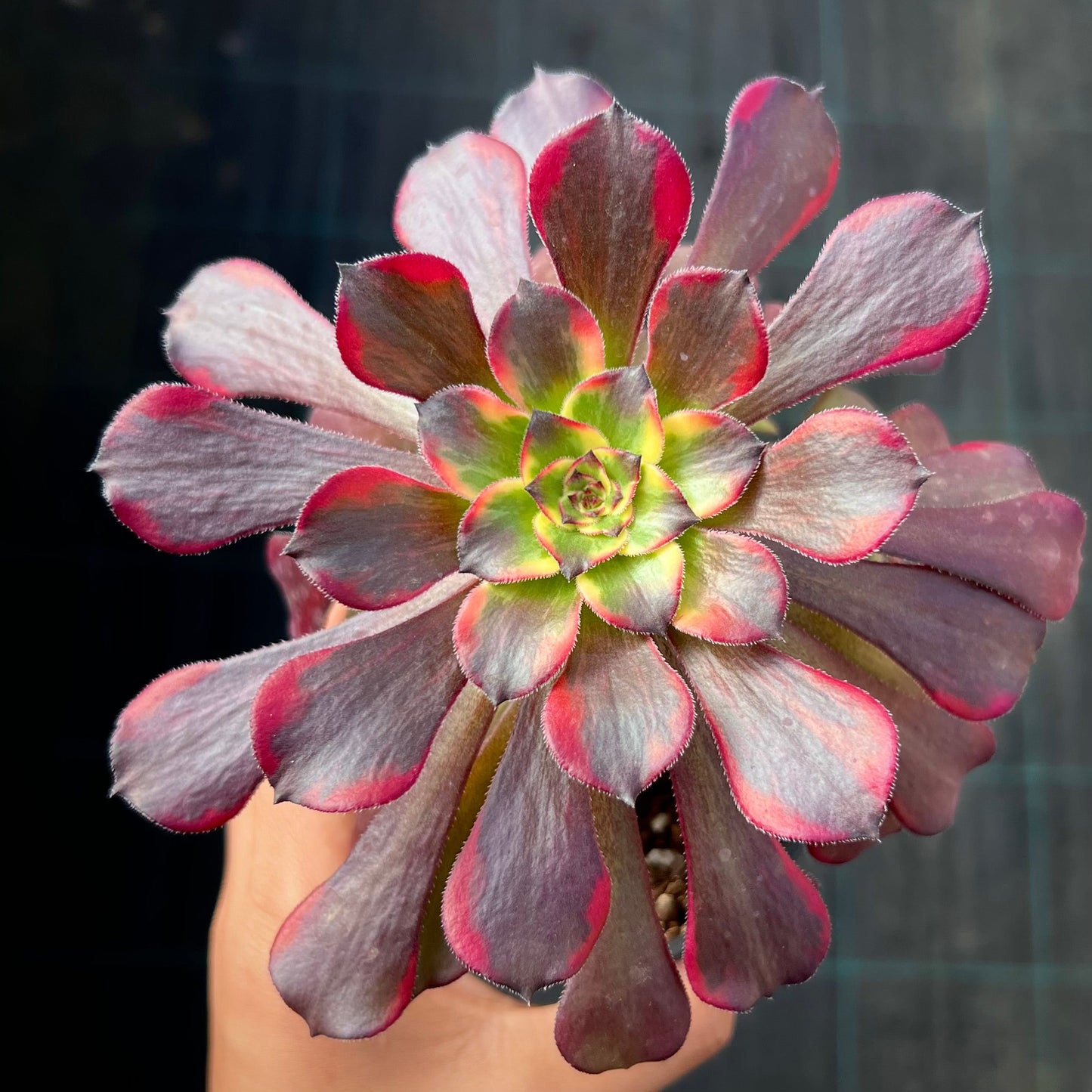 Aeonium white chocolate line