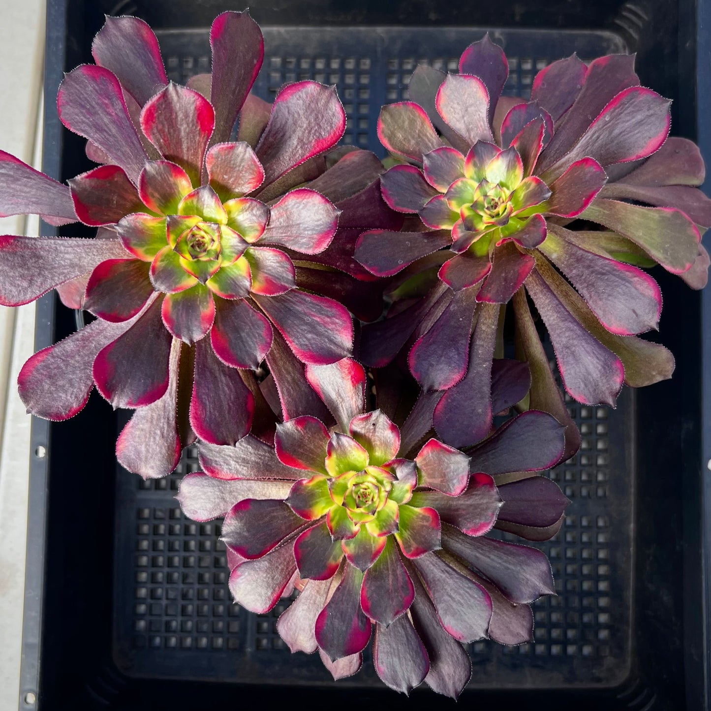 Aeonium white chocolate line