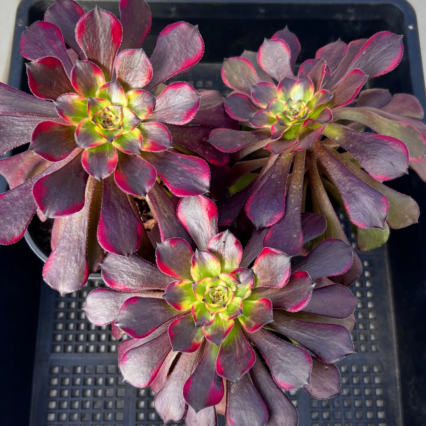 Aeonium white chocolate line