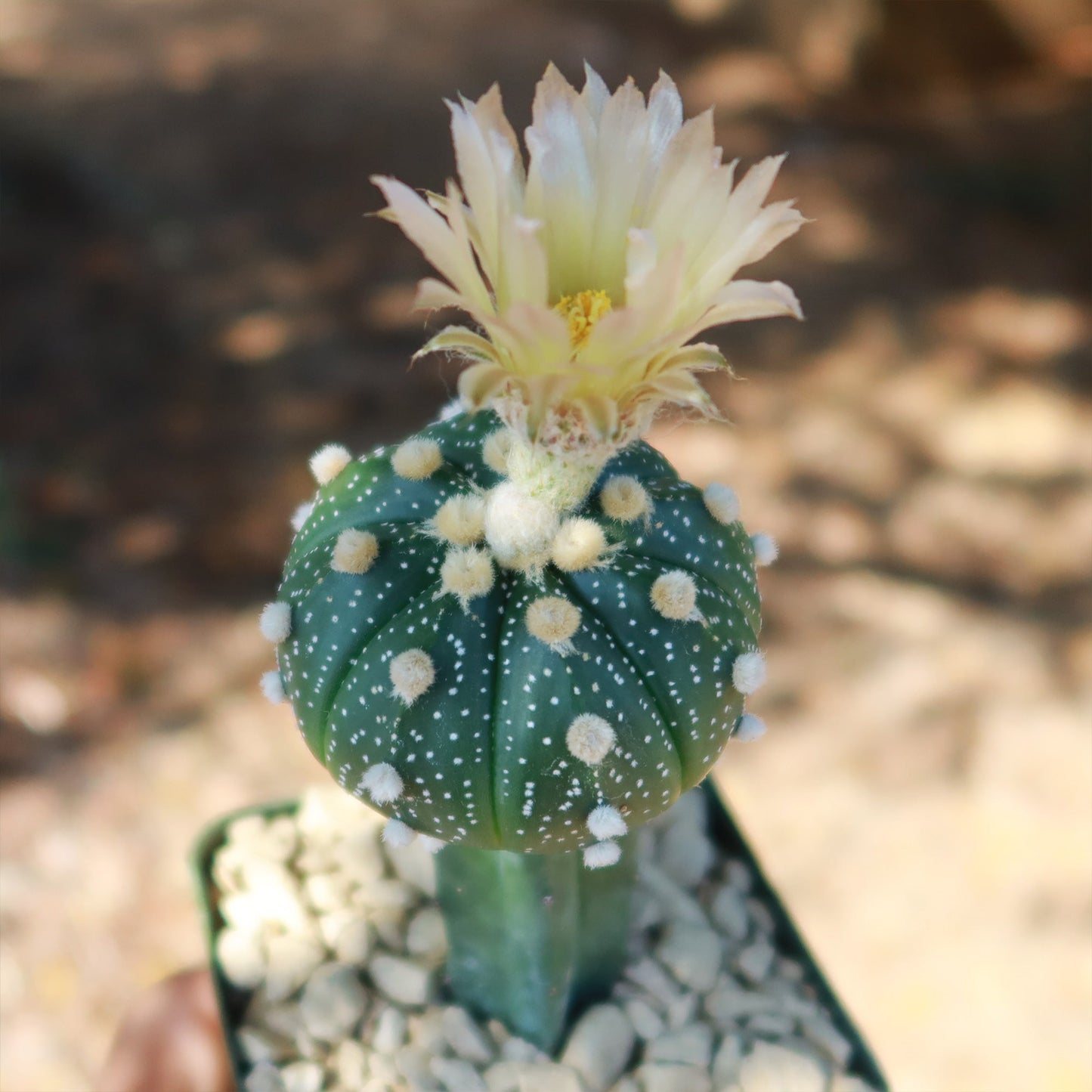 Grafted Cactus “Sand Dollar Astrophytum asterias"