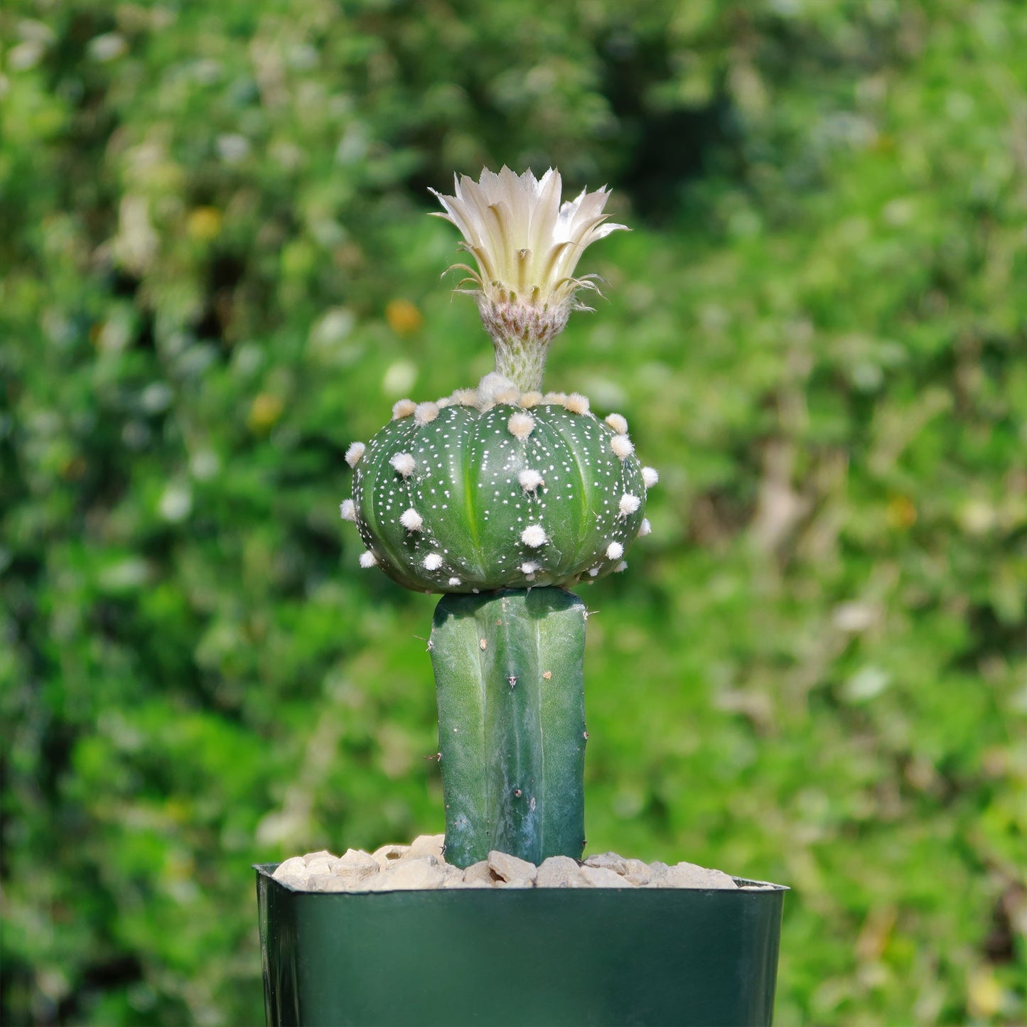 Grafted Cactus “Sand Dollar Astrophytum asterias"