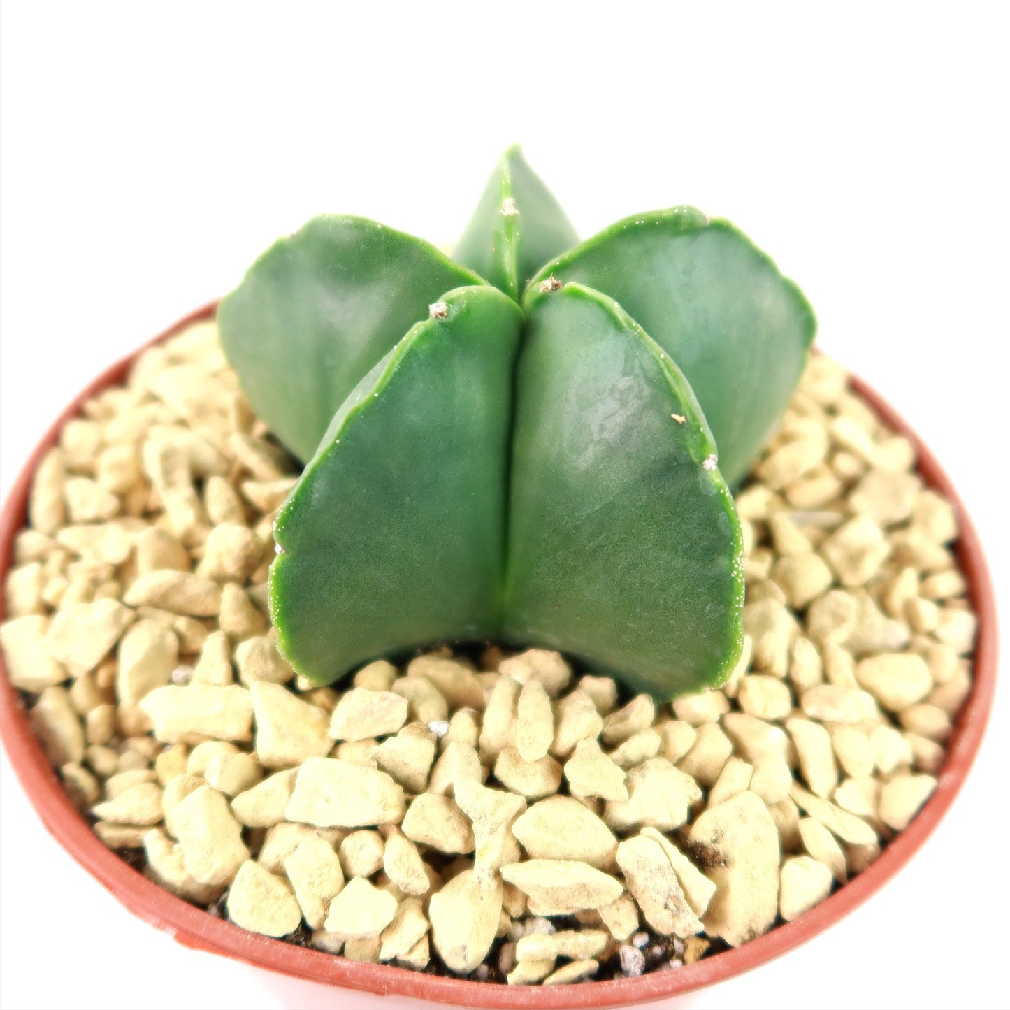 Astrophytum myriostigma var. nudum
