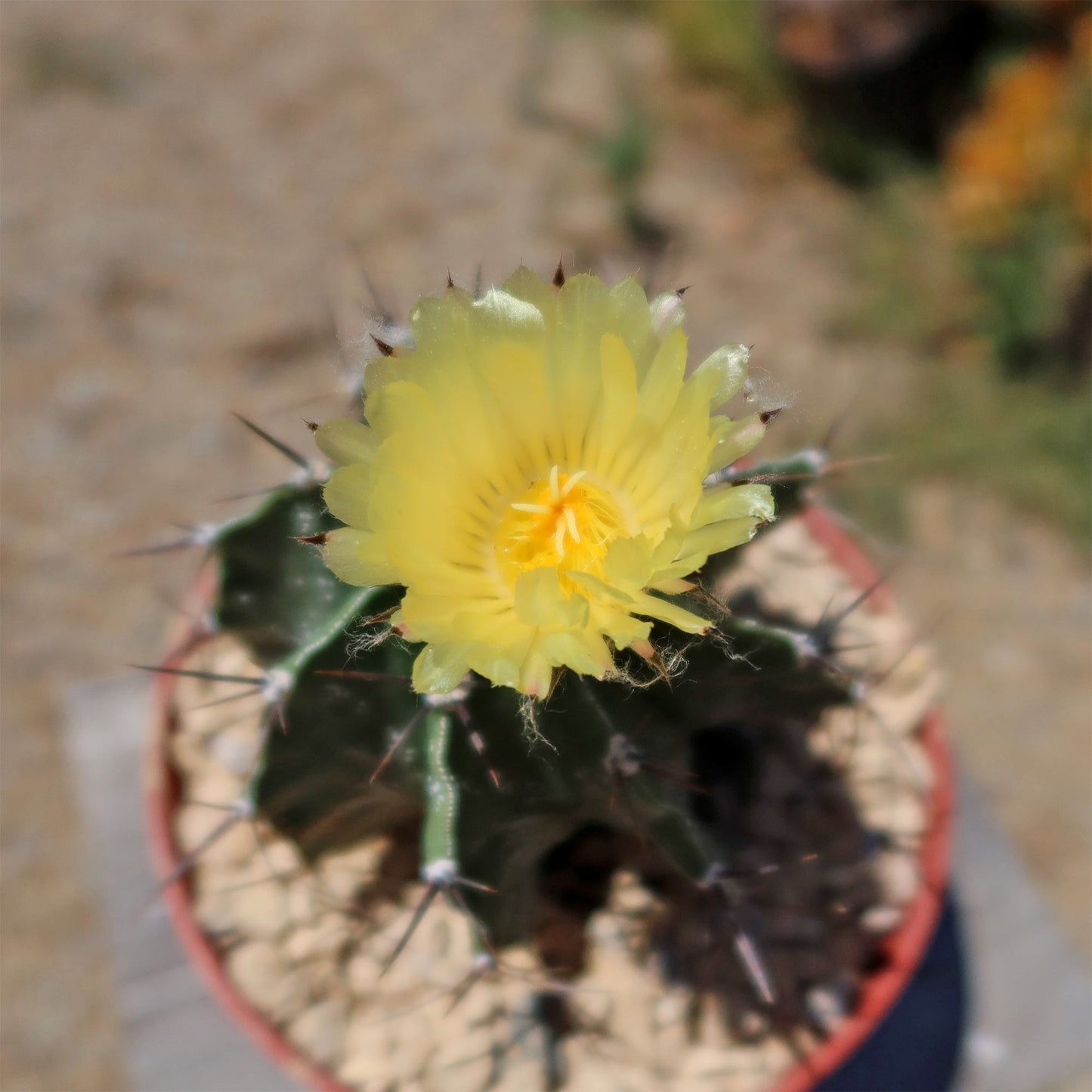 Astrophytum ornatum metztitlan
