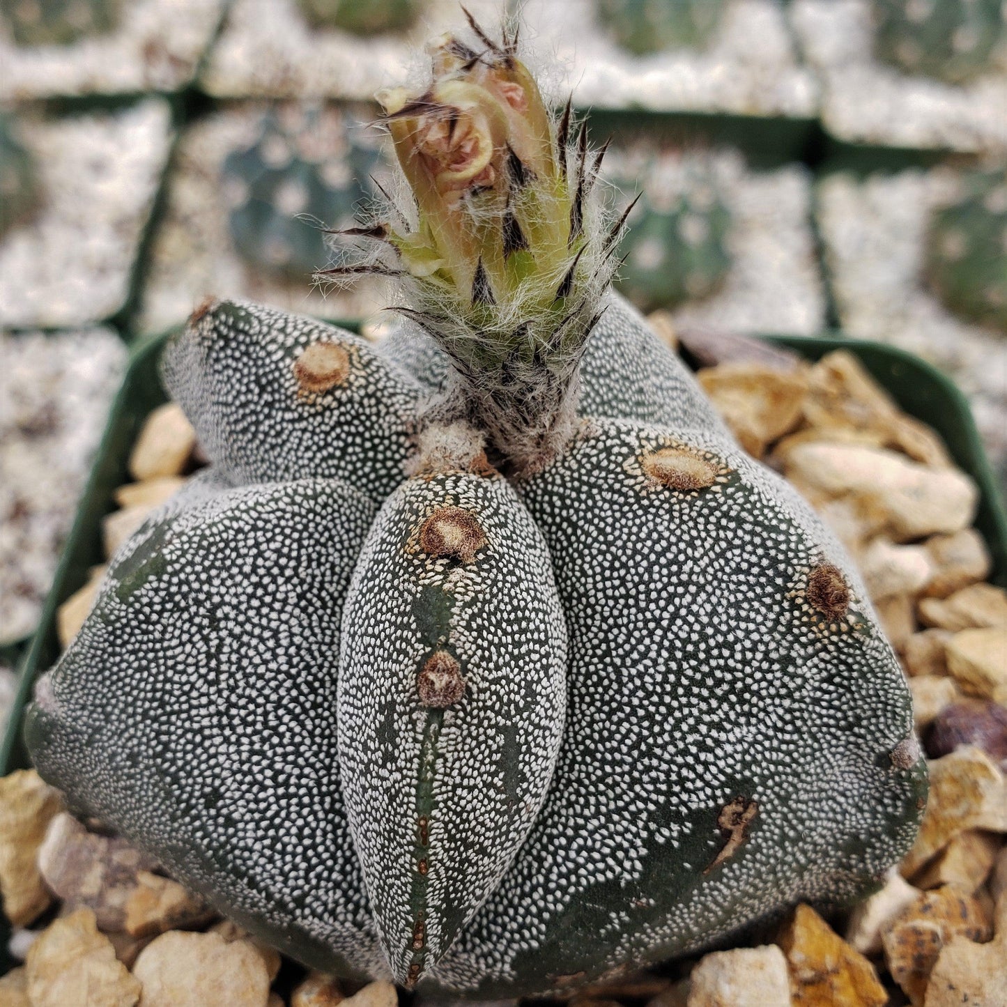 Astrophytum myriostigma tricostatum