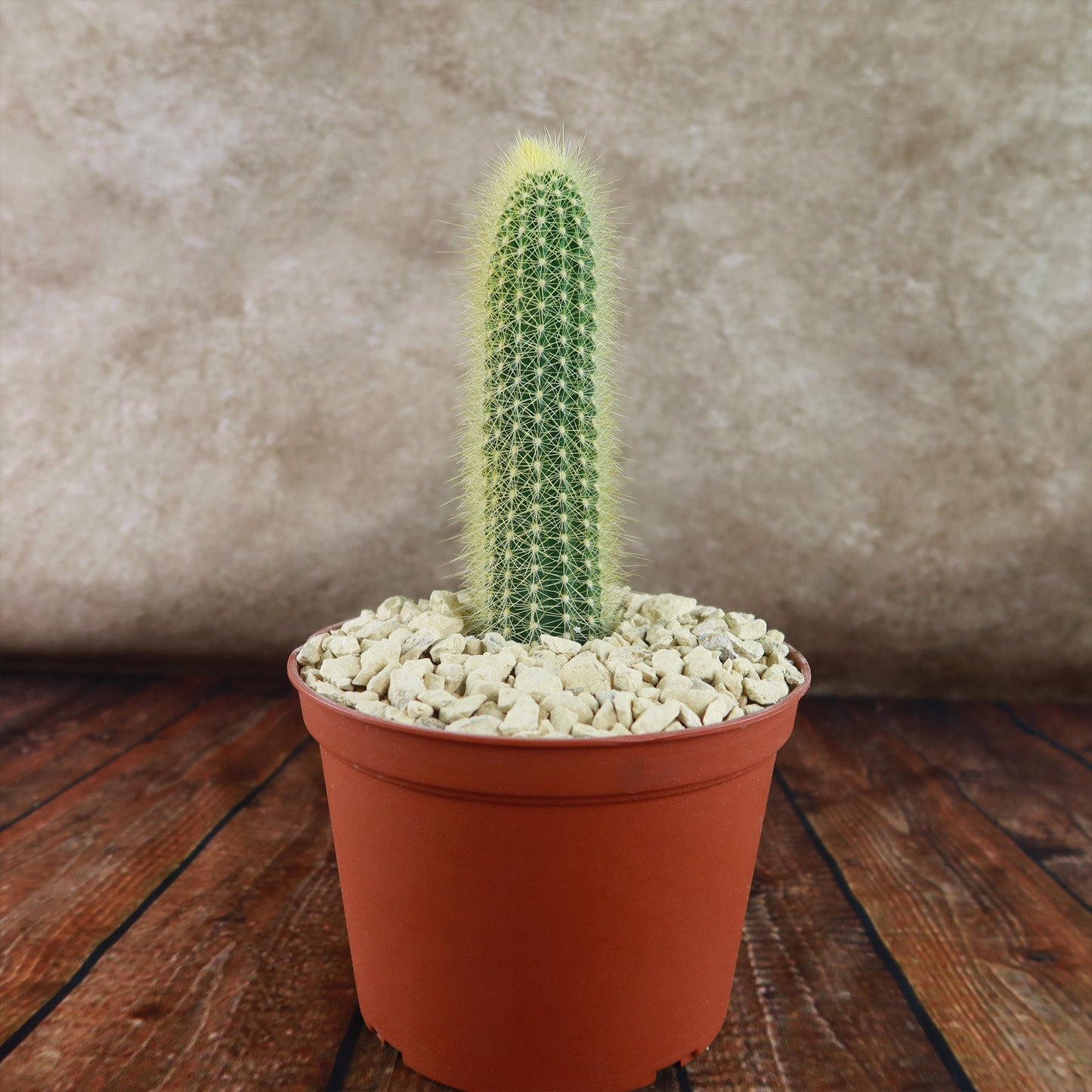 Austrocephalocereus estevesii