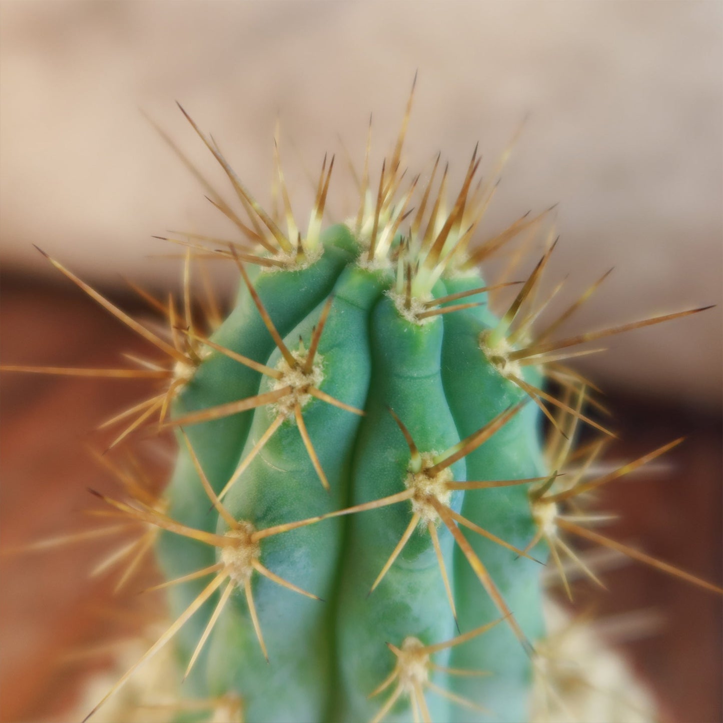 Azureocereus Browningia hertlingiana
