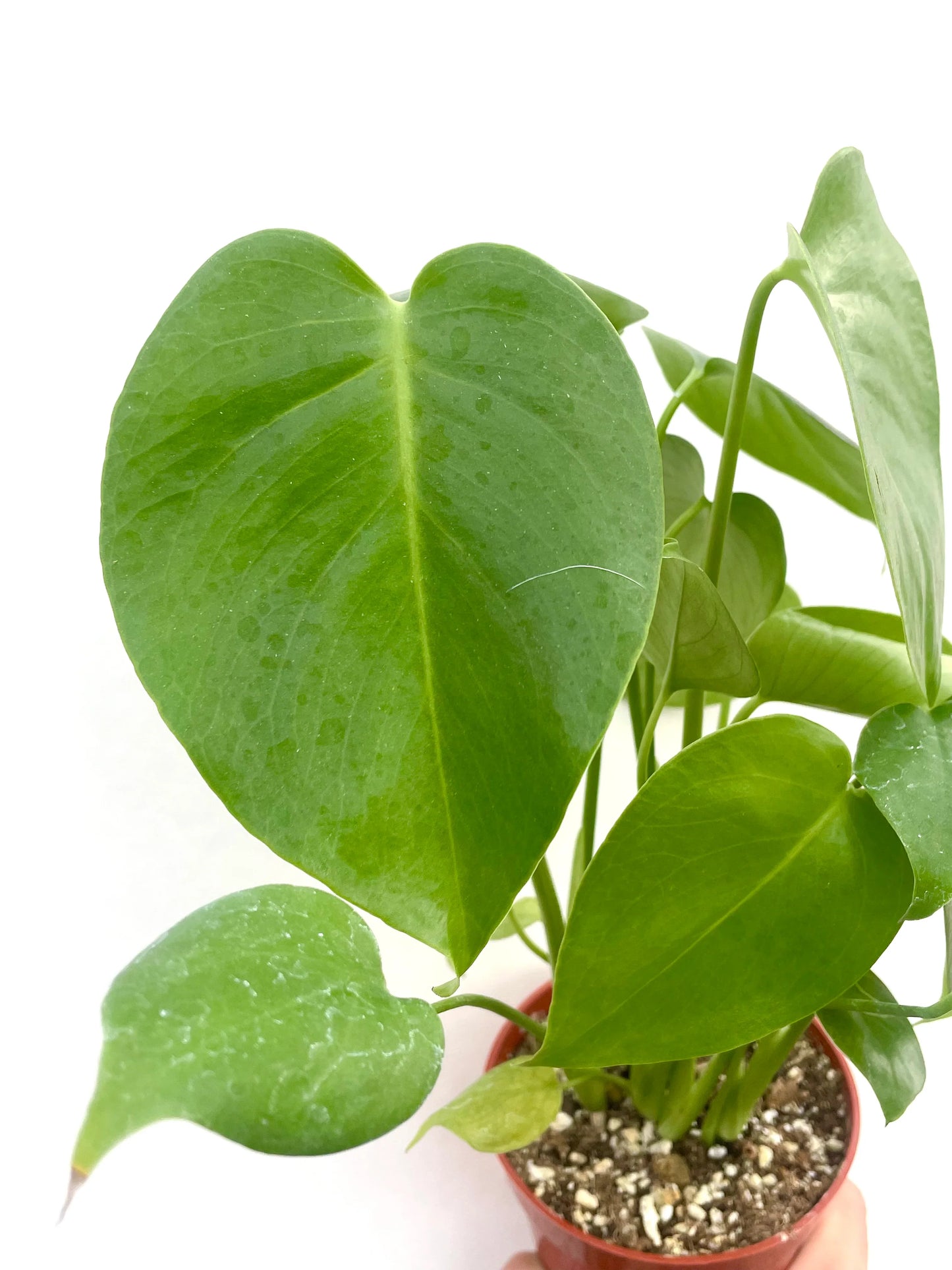 Monstera Deliciosa House Plant