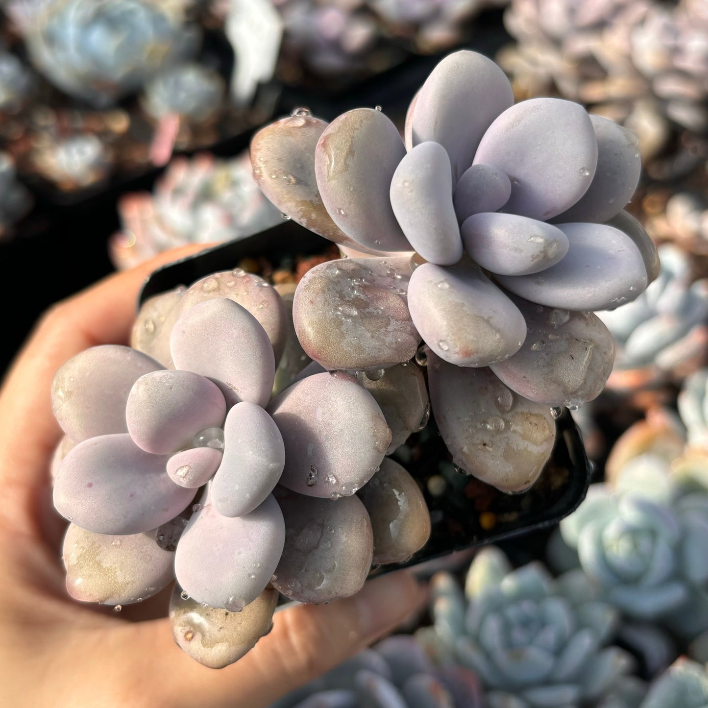 Specail!Graptopetalum Amethystinum Lavender Pebbles 桃蛋