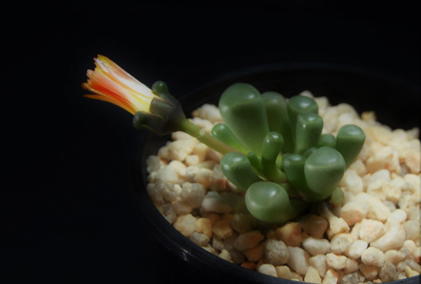 Fenestraria Rhopalophylla "baby toes'