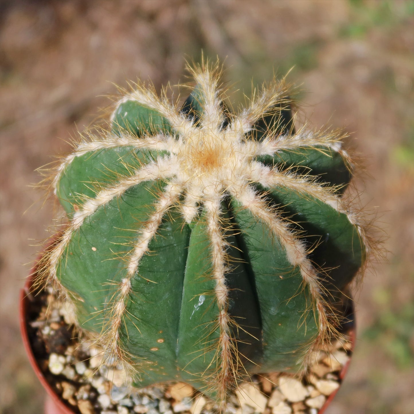 Ball Cactus 'Parodia magnifica'