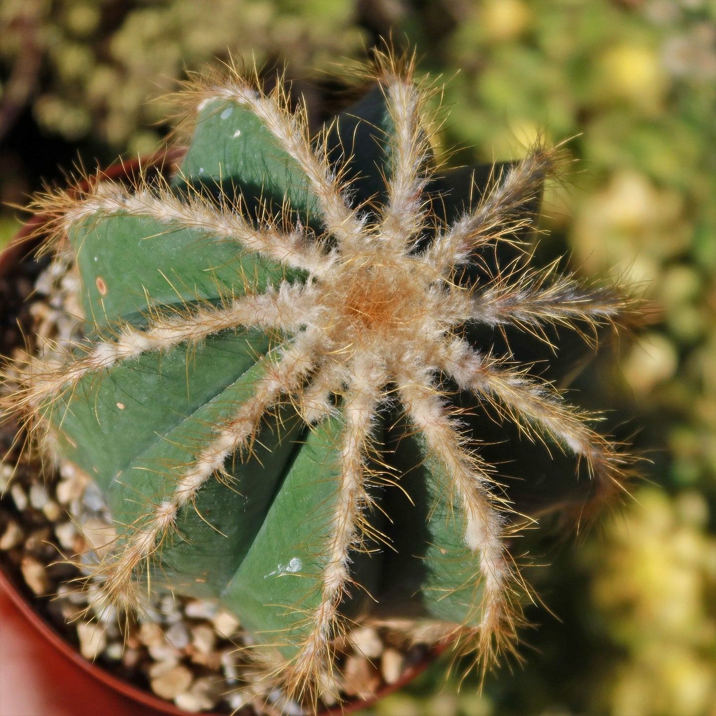 Ball Cactus 'Parodia magnifica'