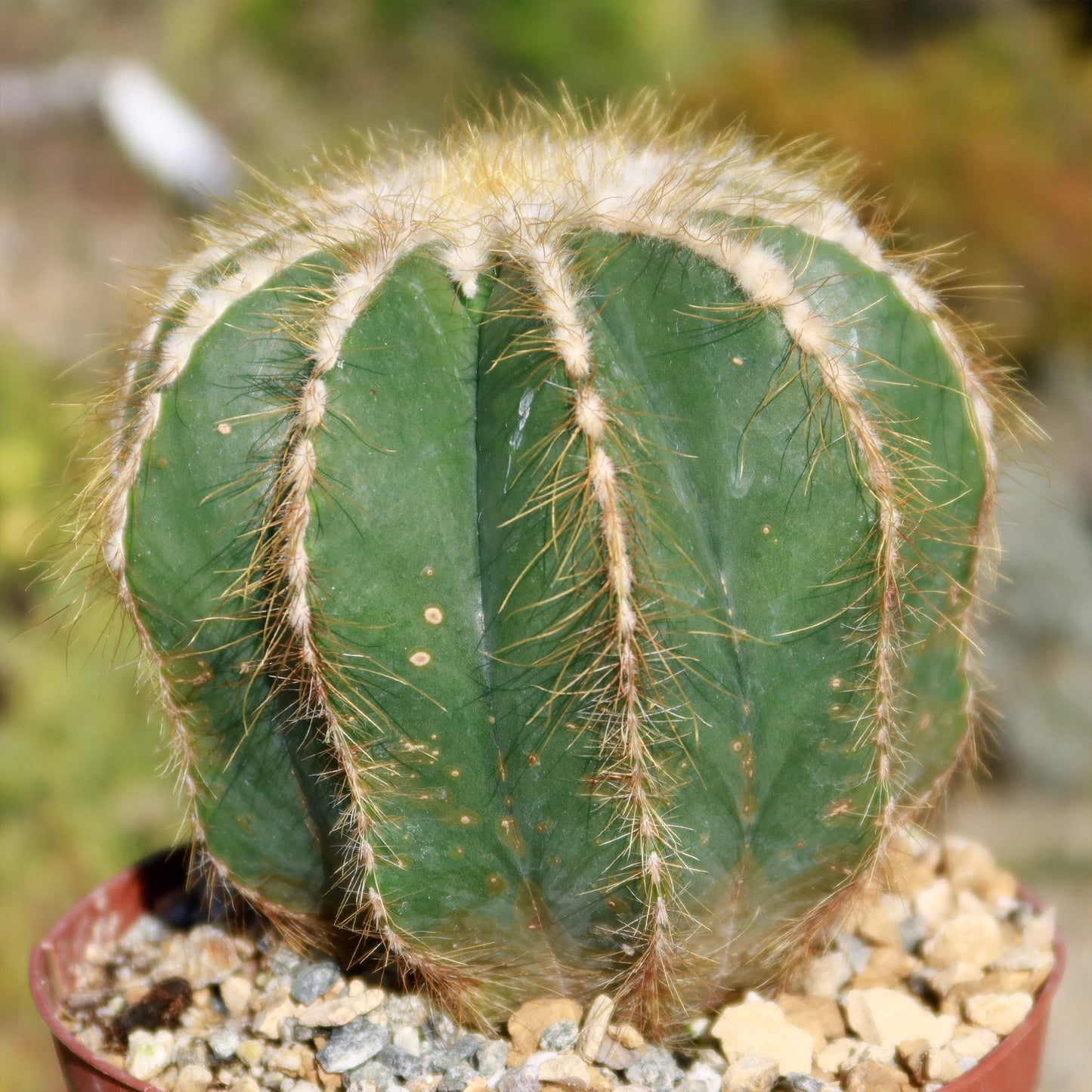Ball Cactus 'Parodia magnifica'