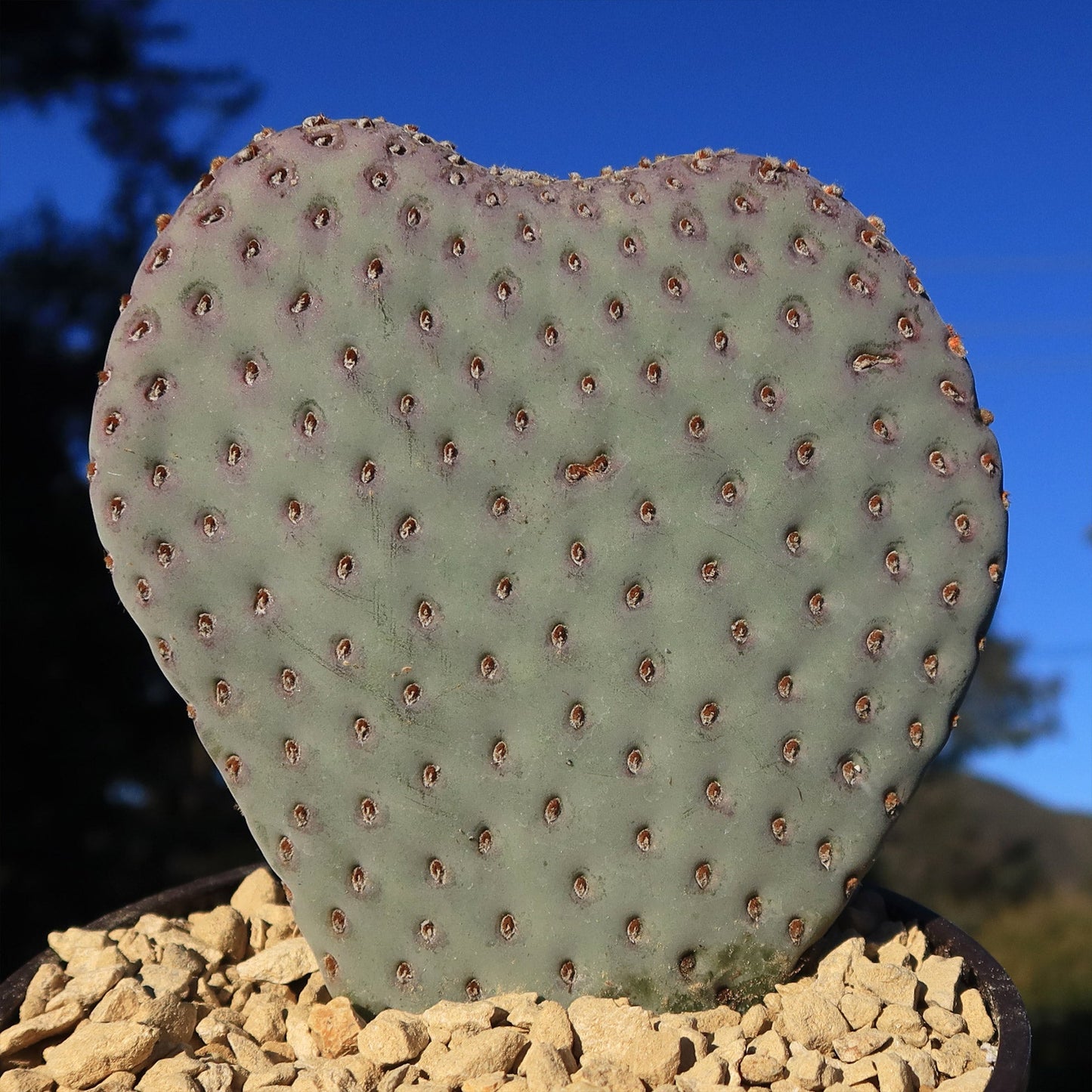 Beavertail Cactus 'Opuntia basilaris'