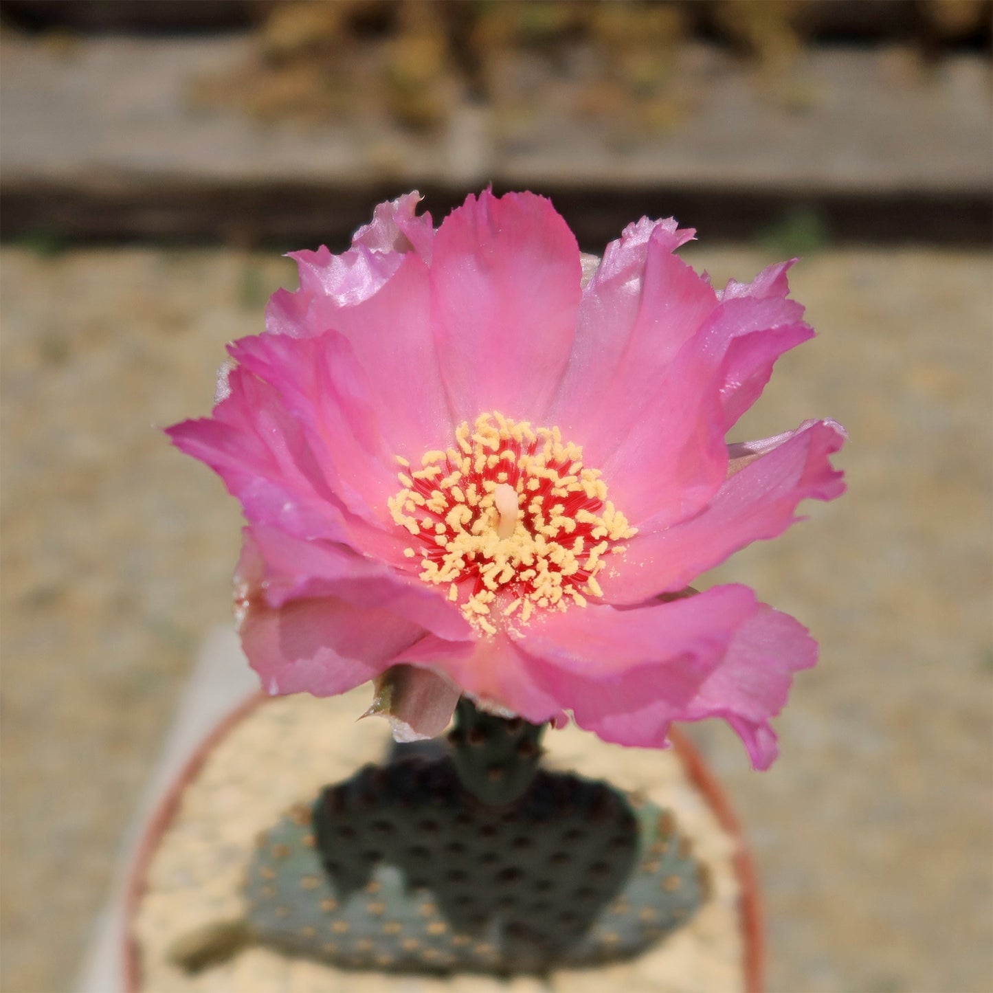 Beavertail Cactus 'Opuntia basilaris'