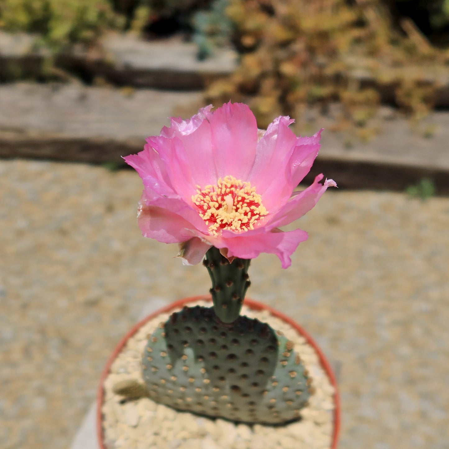 Beavertail Cactus 'Opuntia basilaris'