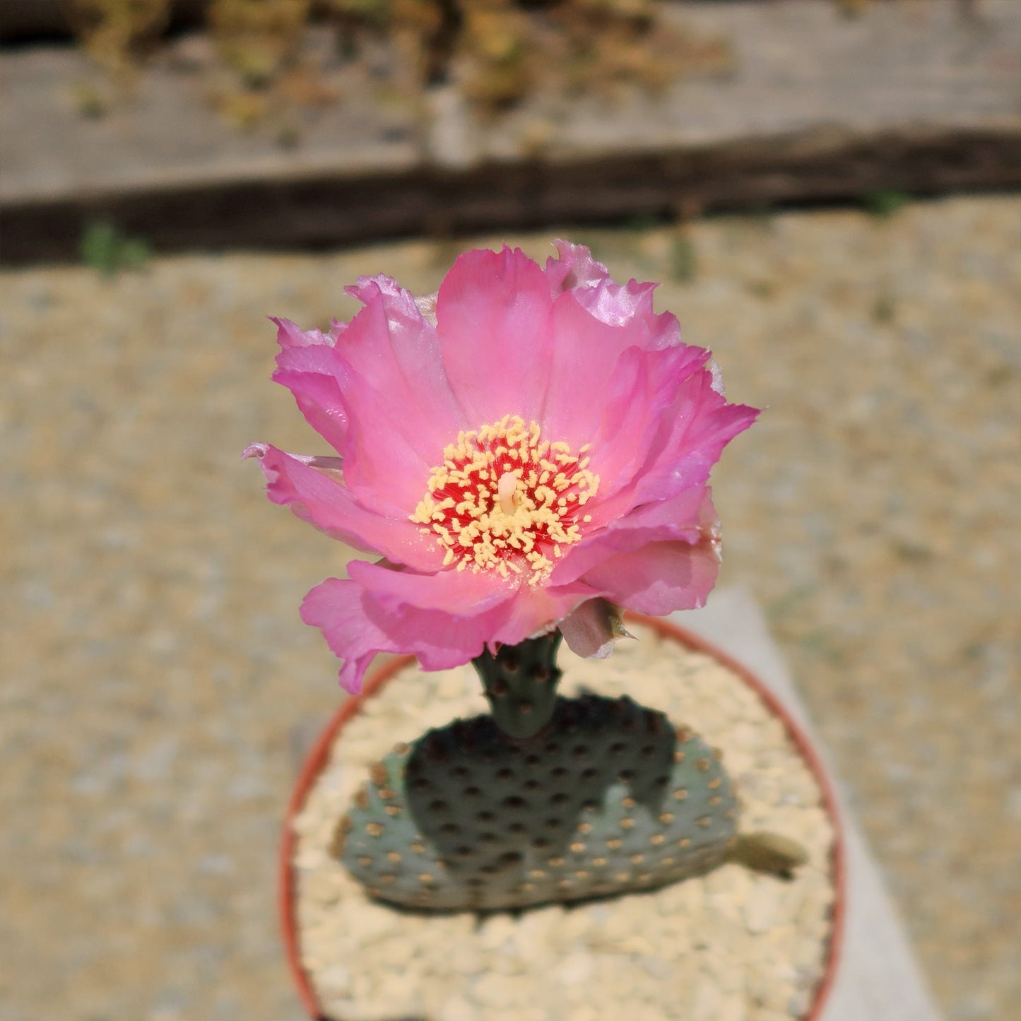 Beavertail Cactus 'Opuntia basilaris'