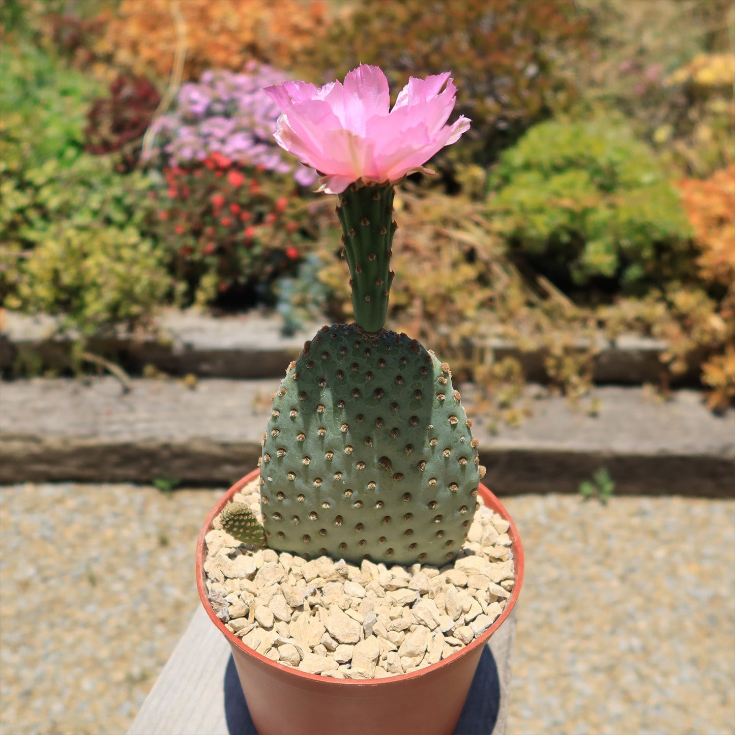 Beavertail Cactus 'Opuntia basilaris'