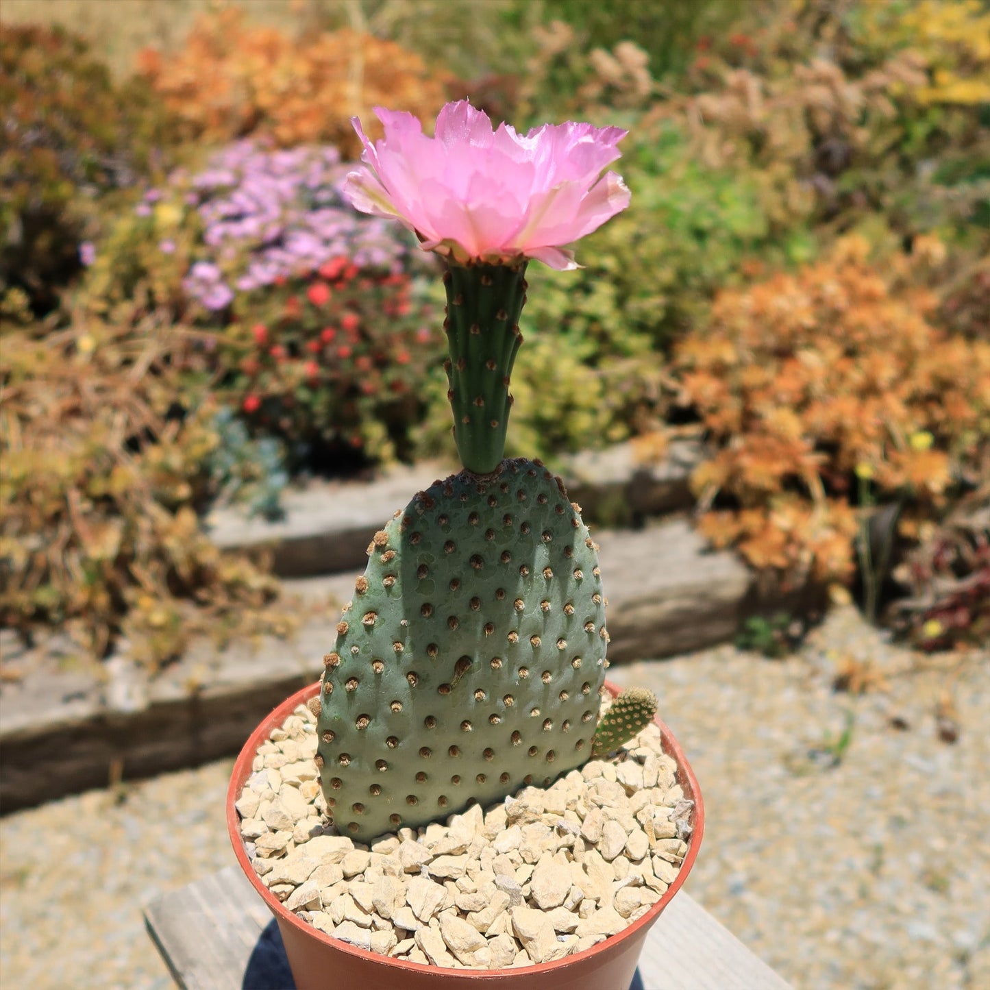 Beavertail Cactus 'Opuntia basilaris'