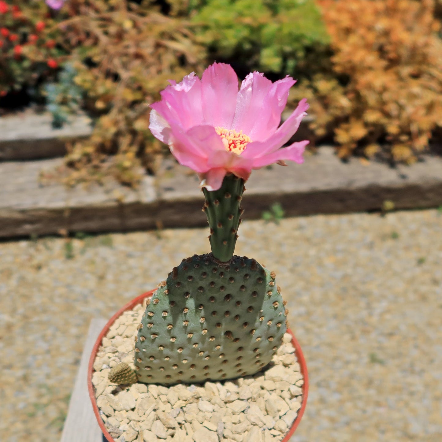 Beavertail Cactus 'Opuntia basilaris'