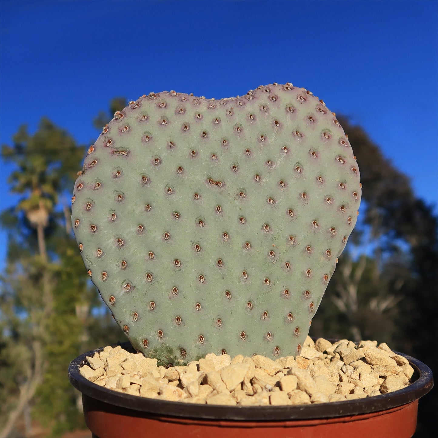 Beavertail Cactus 'Opuntia basilaris'