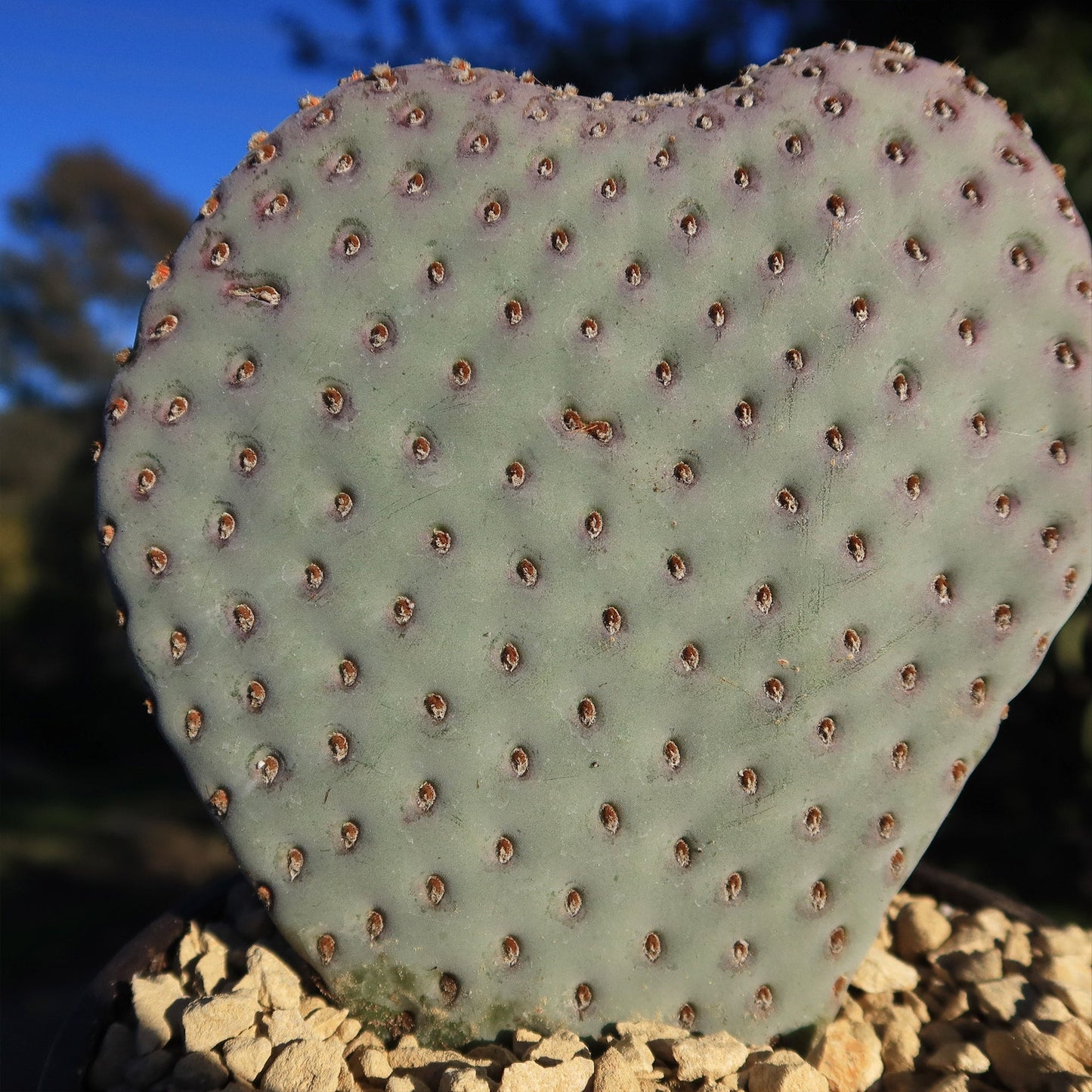 Beavertail Cactus 'Opuntia basilaris'