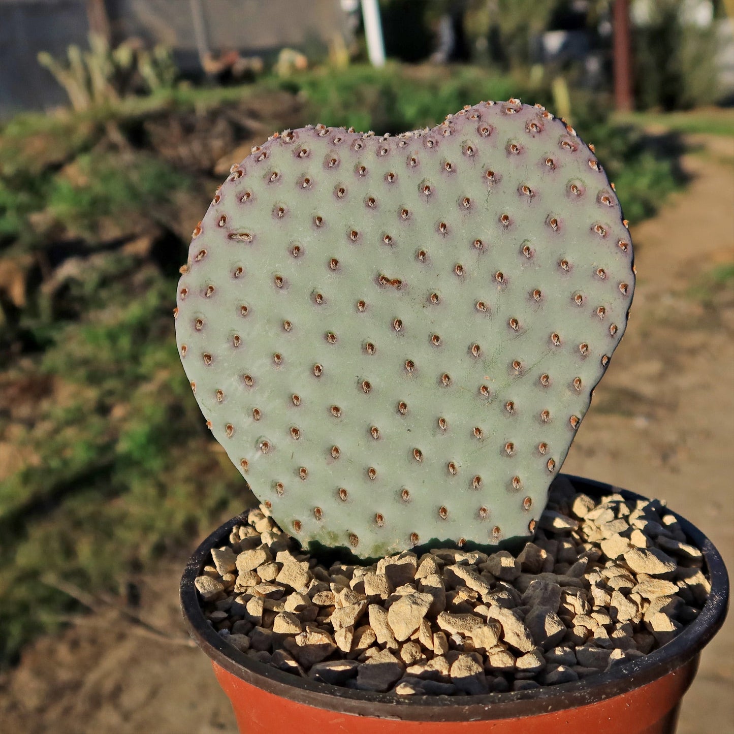 Beavertail Cactus 'Opuntia basilaris'