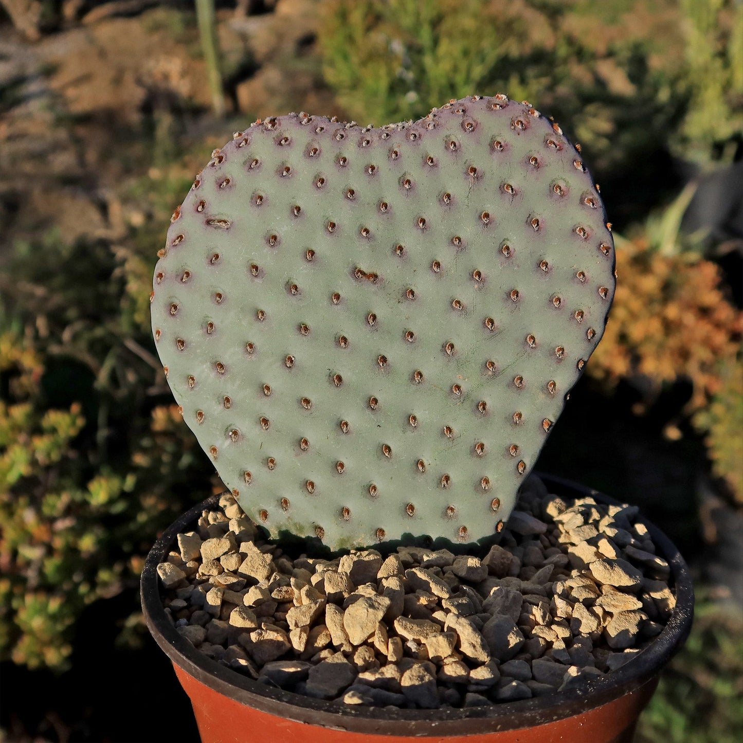 Beavertail Cactus 'Opuntia basilaris'