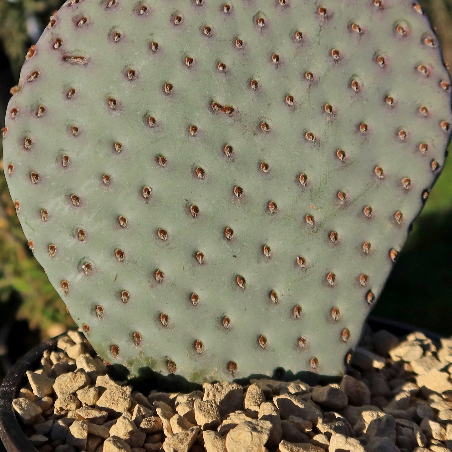 Beavertail Cactus 'Opuntia basilaris'