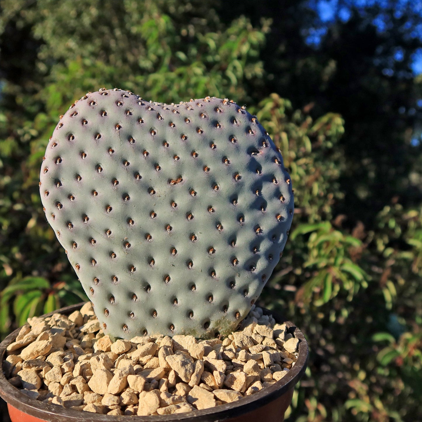 Beavertail Cactus 'Opuntia basilaris'