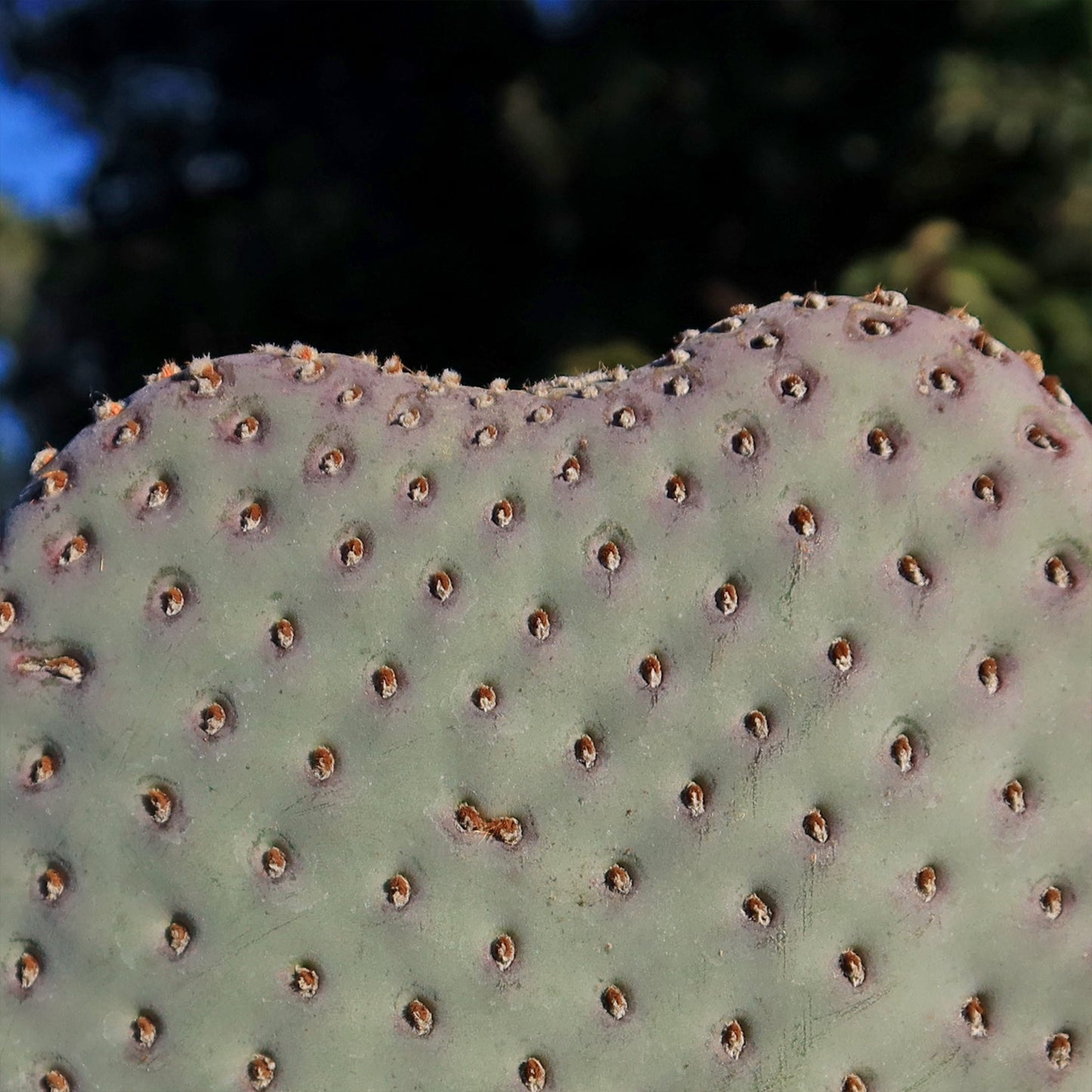 Beavertail Cactus 'Opuntia basilaris'