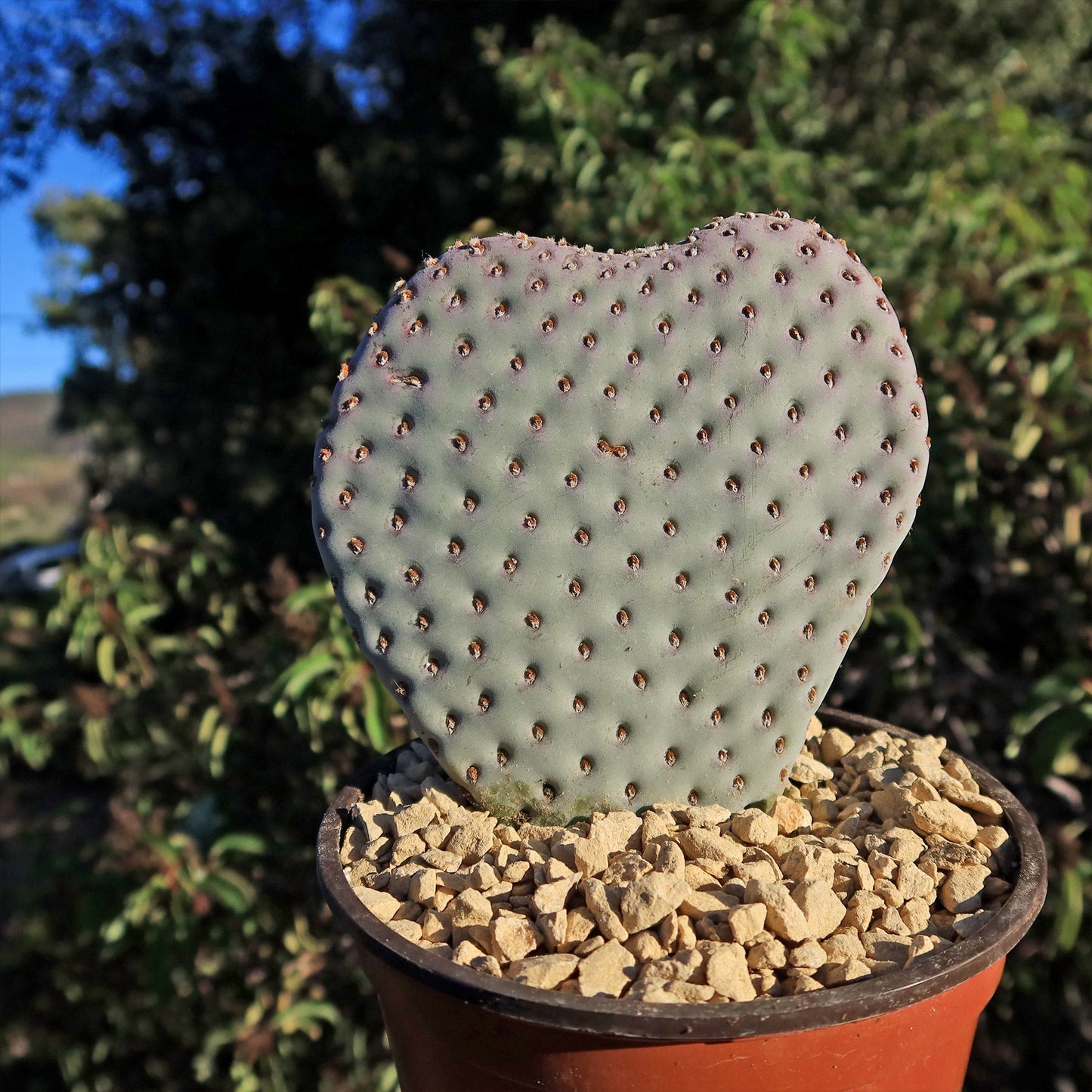 Beavertail Cactus 'Opuntia basilaris'