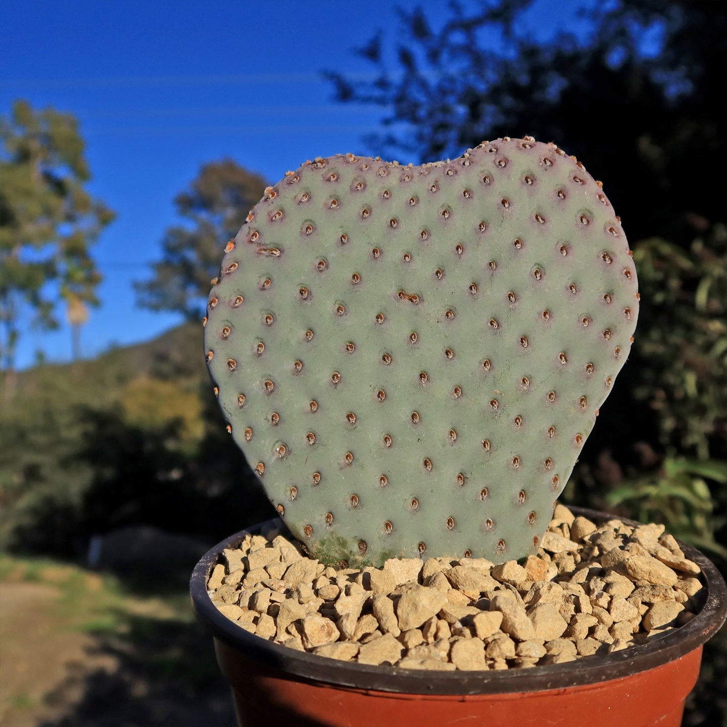 Beavertail Cactus 'Opuntia basilaris'