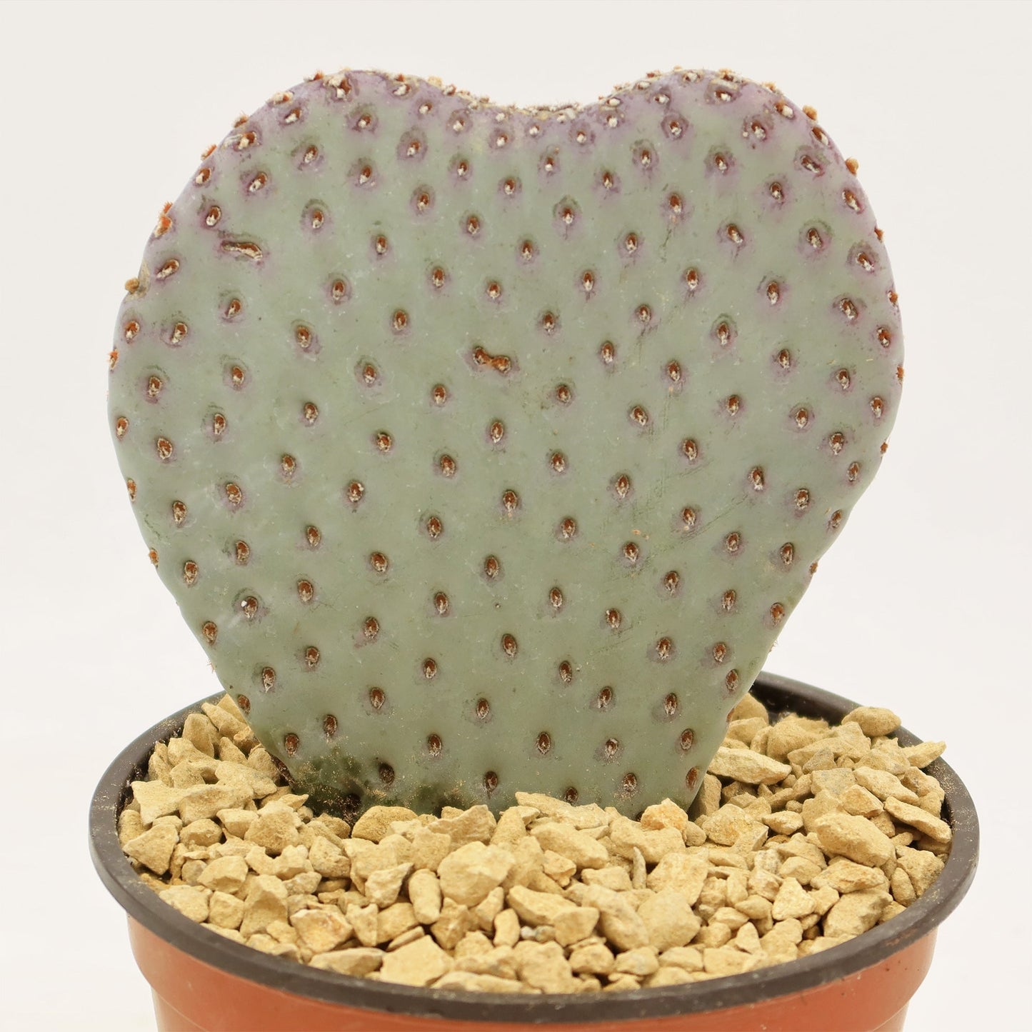 Beavertail Cactus 'Opuntia basilaris'